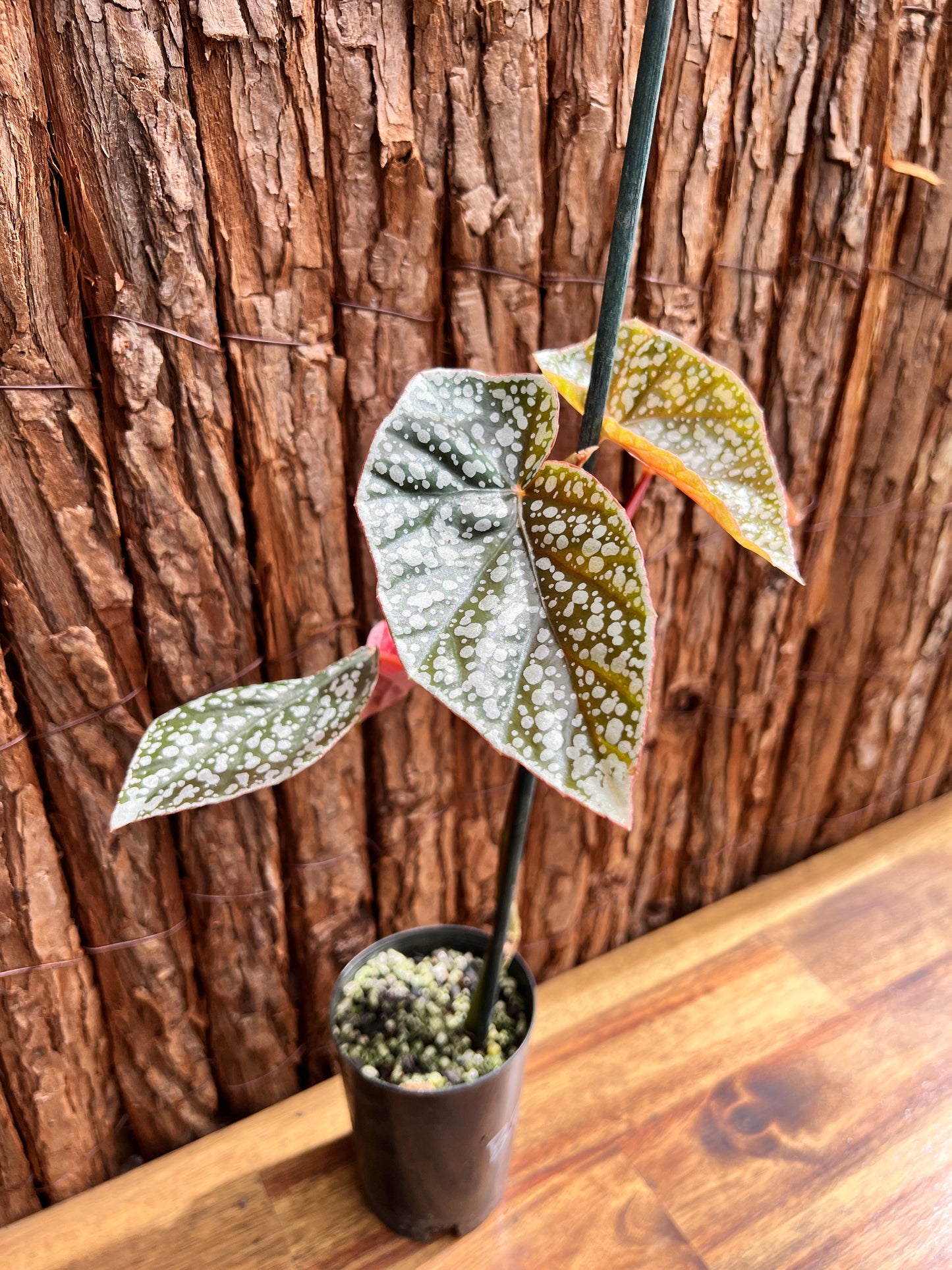 Begonia Snow Capped B290