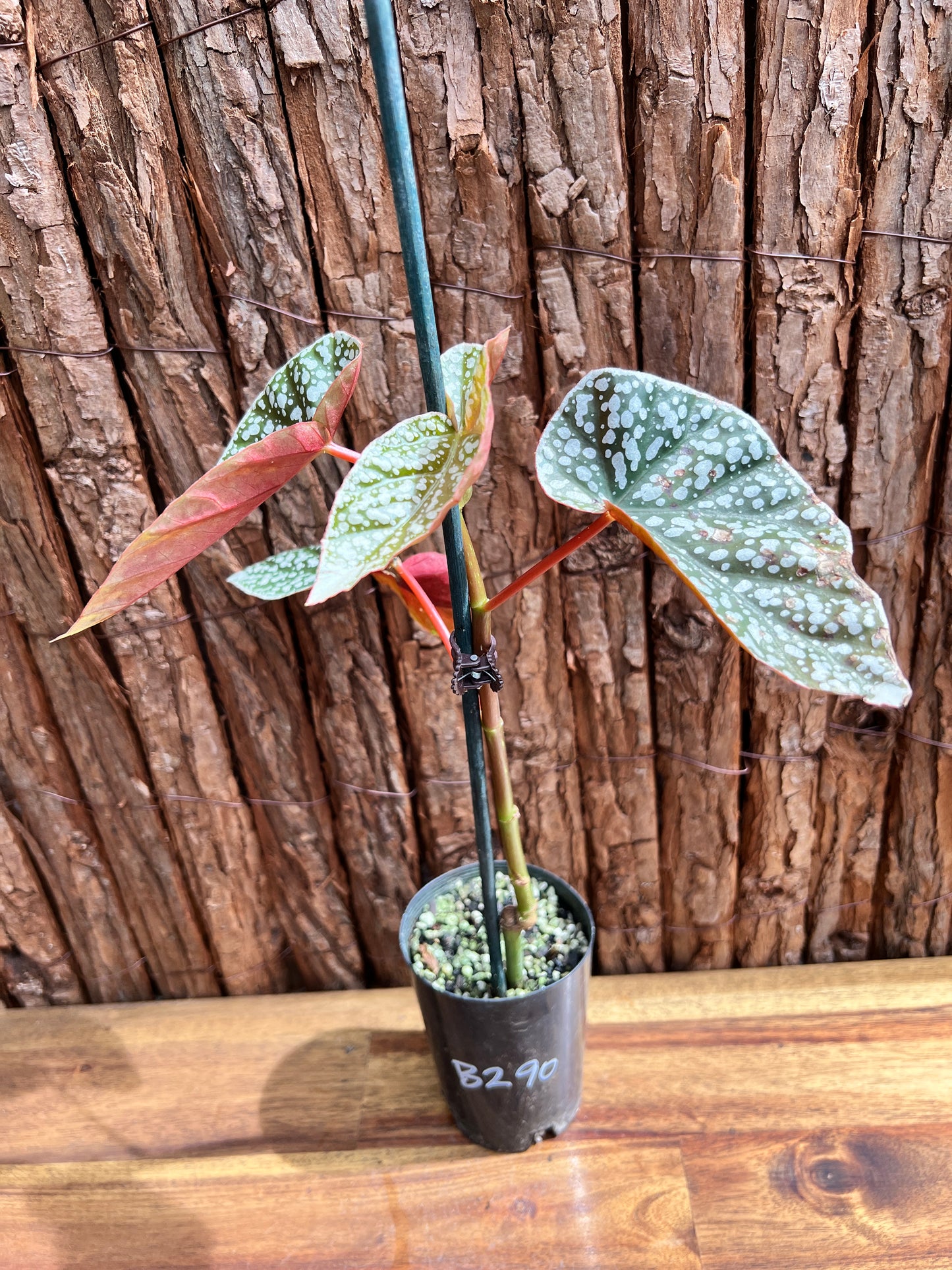 Begonia Snow Capped B290