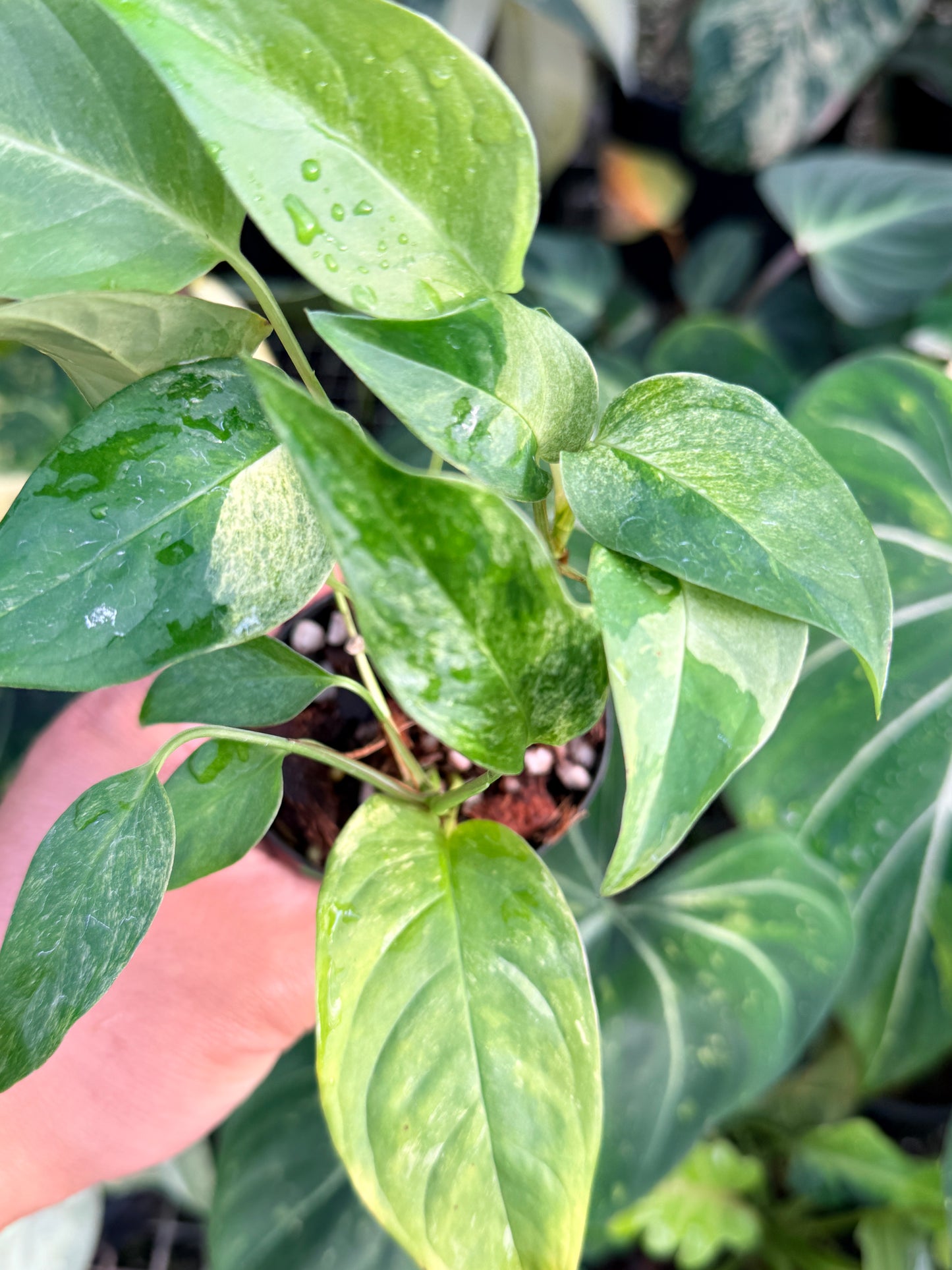 Monstera Laniata 'Smokey Mint' P37