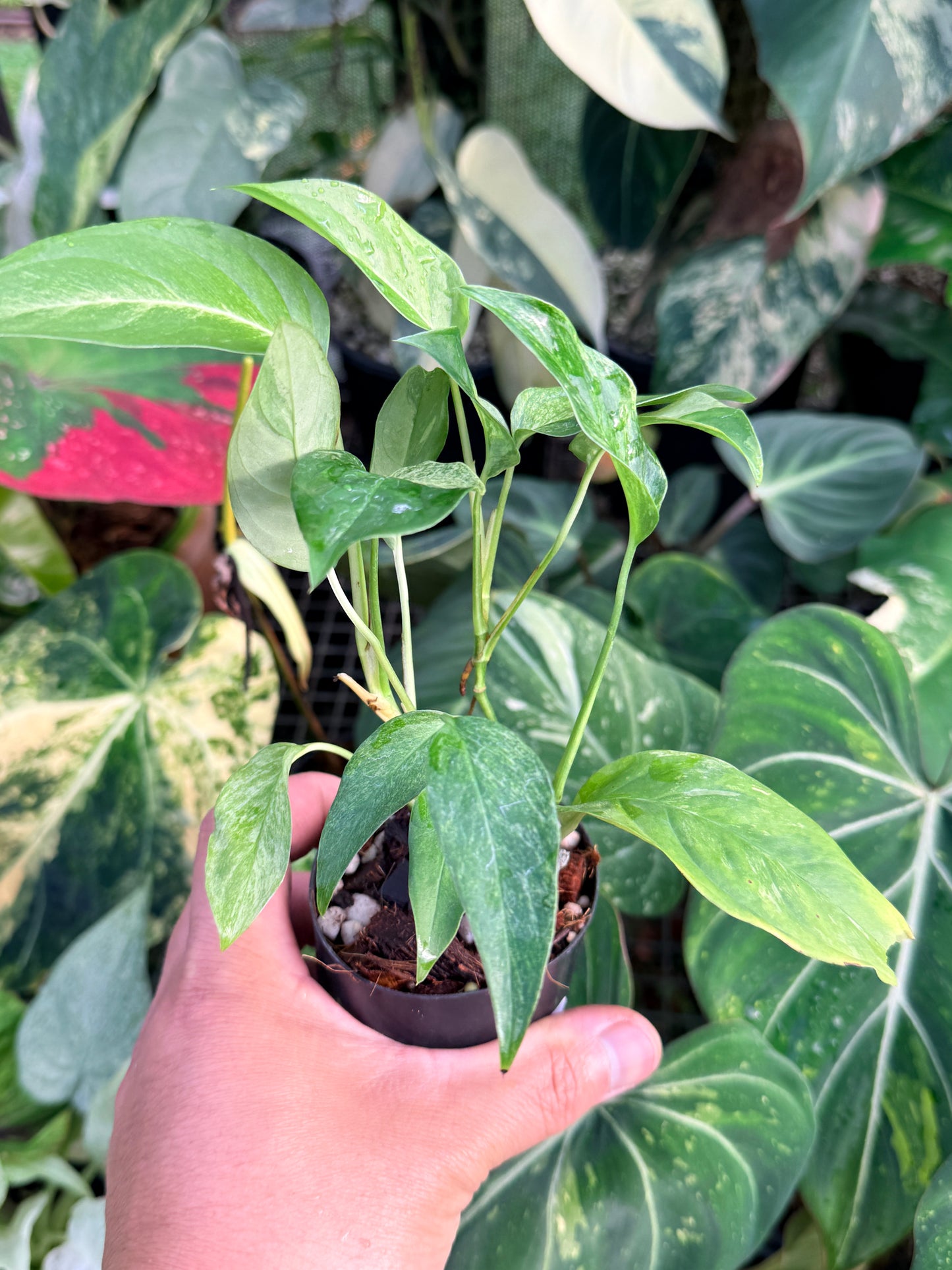 Monstera Laniata 'Smokey Mint' P37