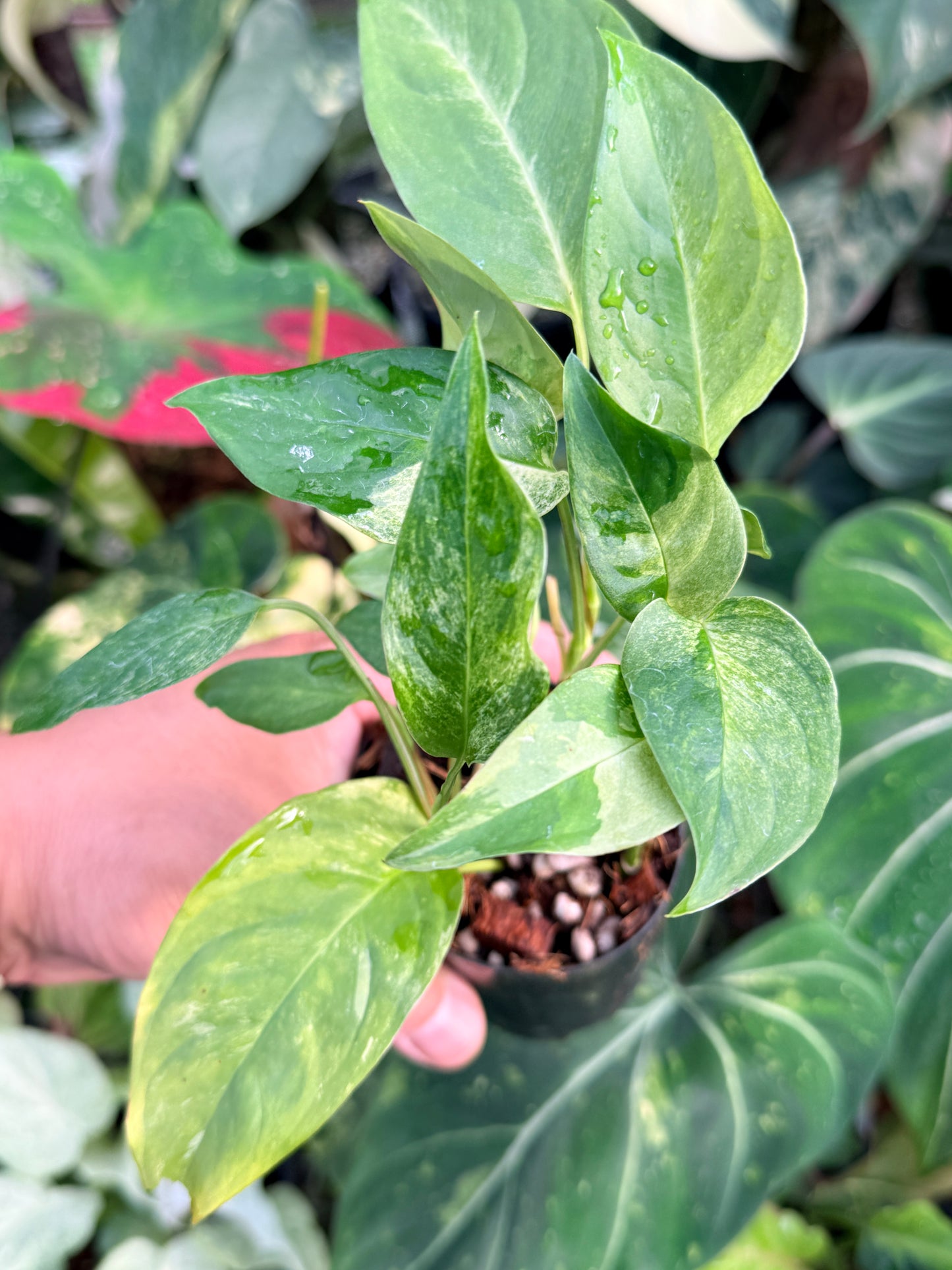 Monstera Laniata 'Smokey Mint' P37