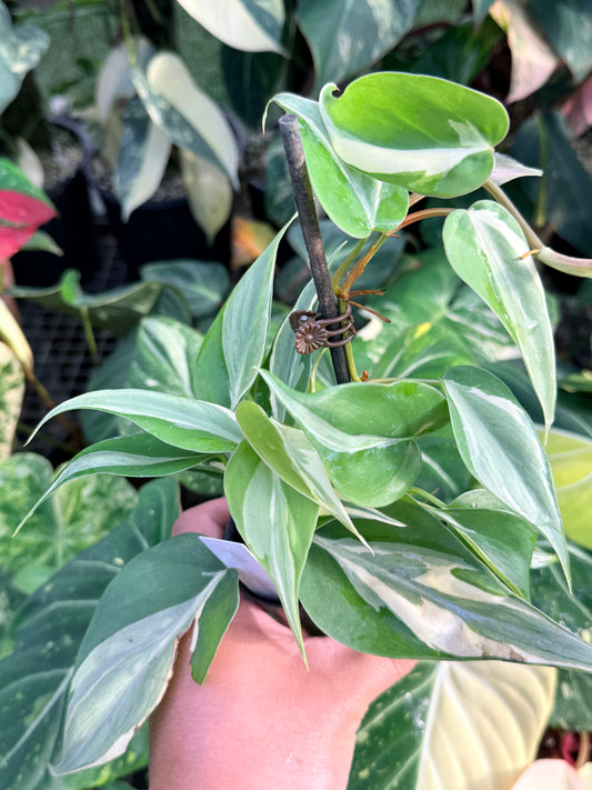 Philodendron 'Rio' P35