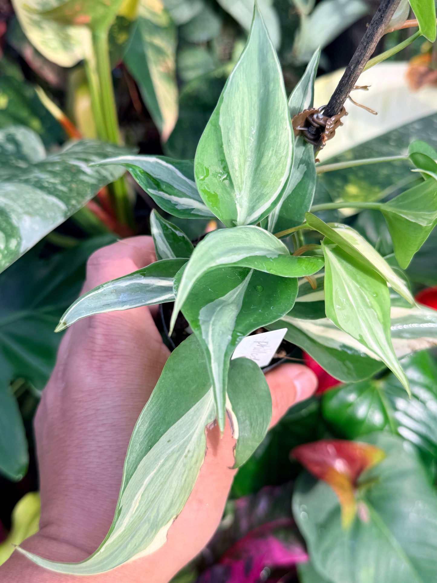 Philodendron 'Rio' P35