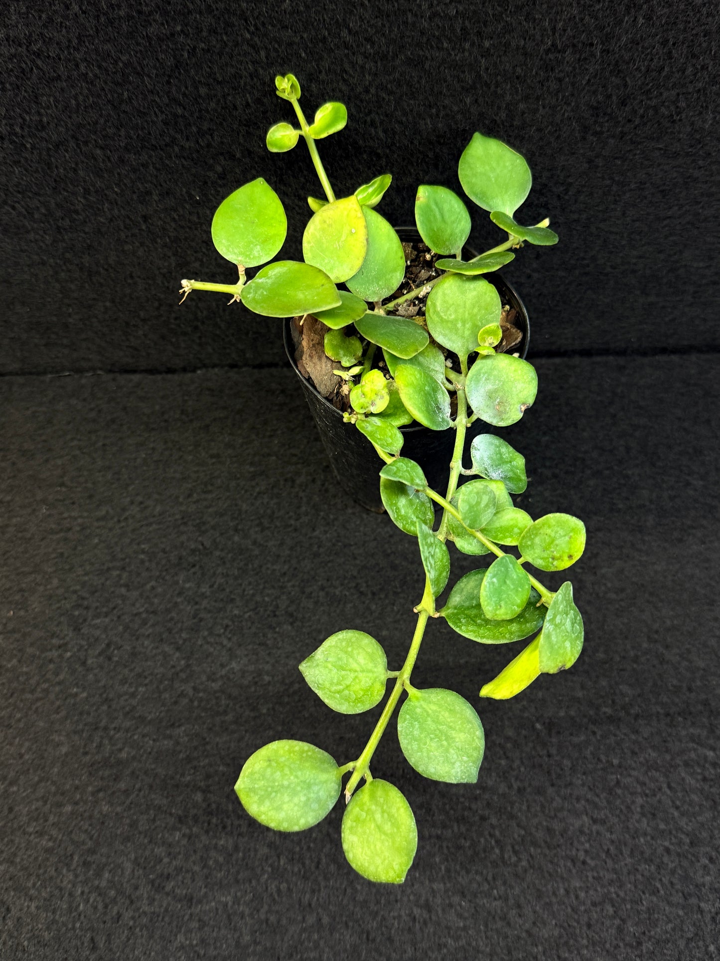 Aeschynanthus Thai Pink aka Pink Lipstick Plant - Best Pick of the Crop!