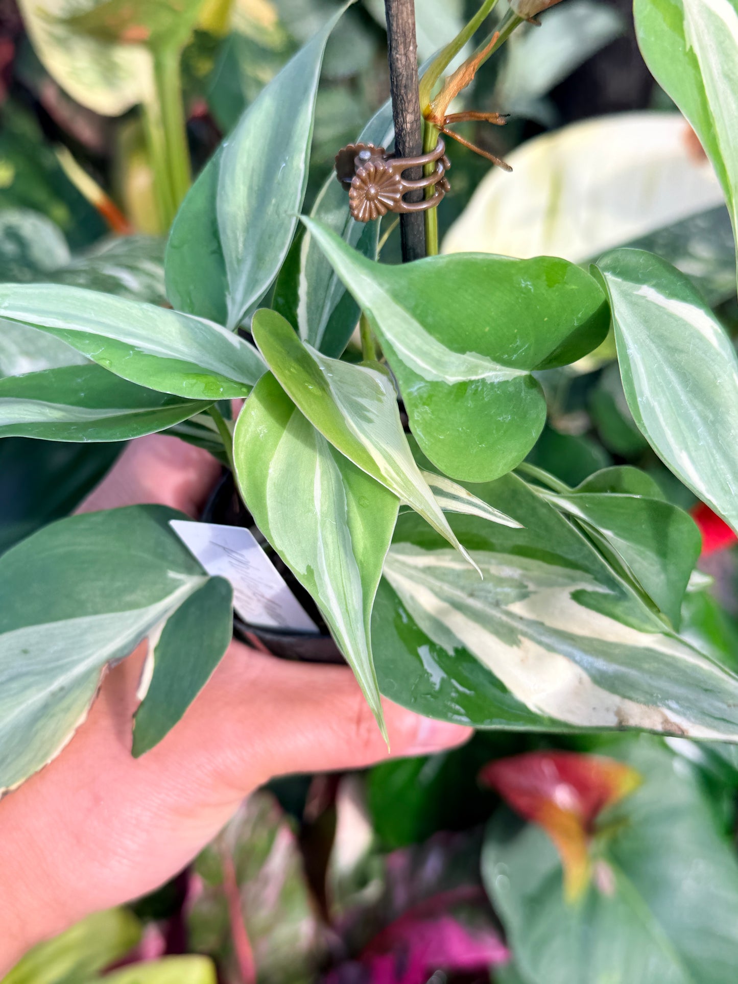 Philodendron 'Rio' P35