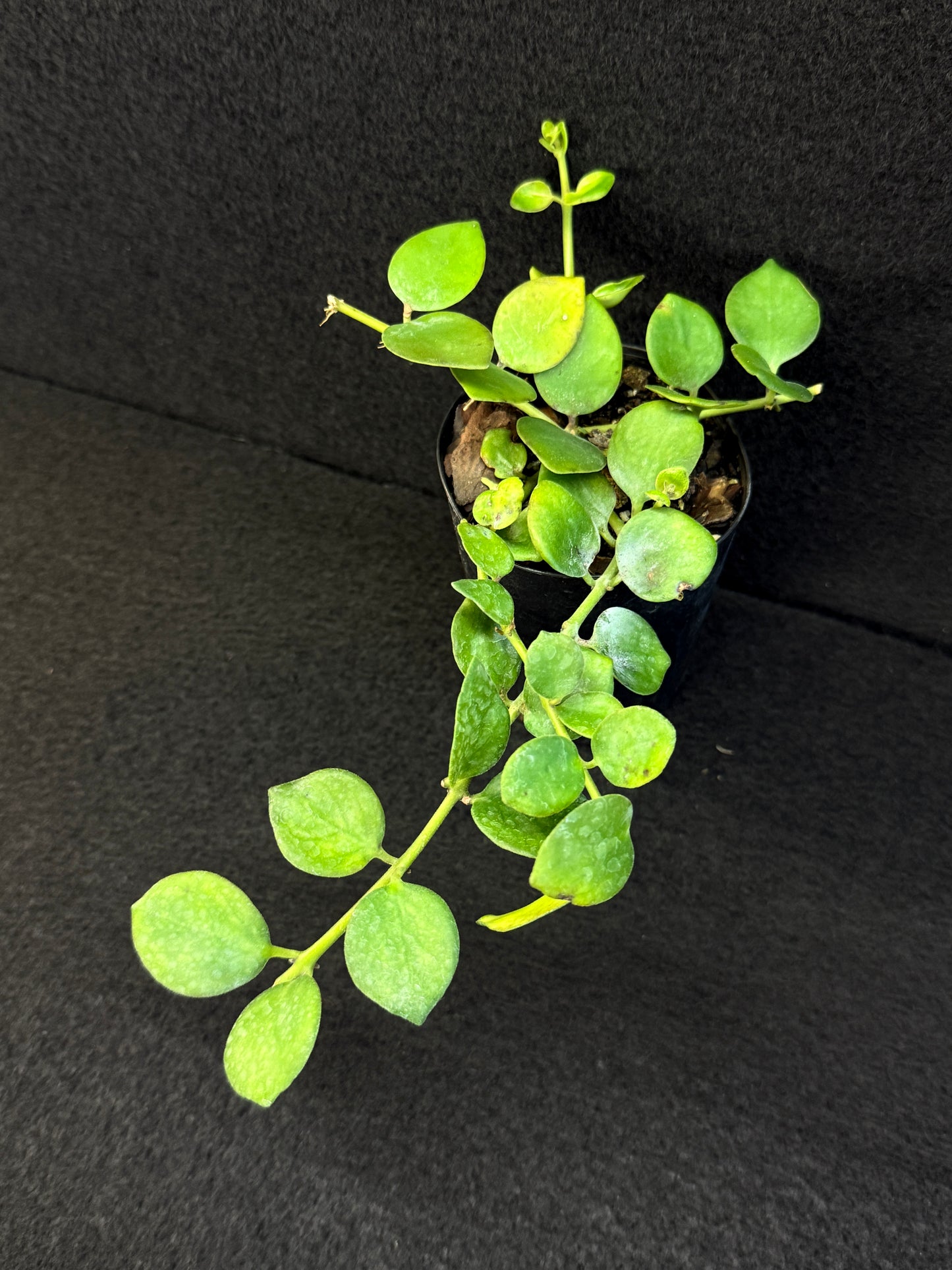 Aeschynanthus Thai Pink aka Pink Lipstick Plant - Best Pick of the Crop!
