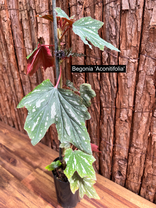 Begonia Aconitifolia B293