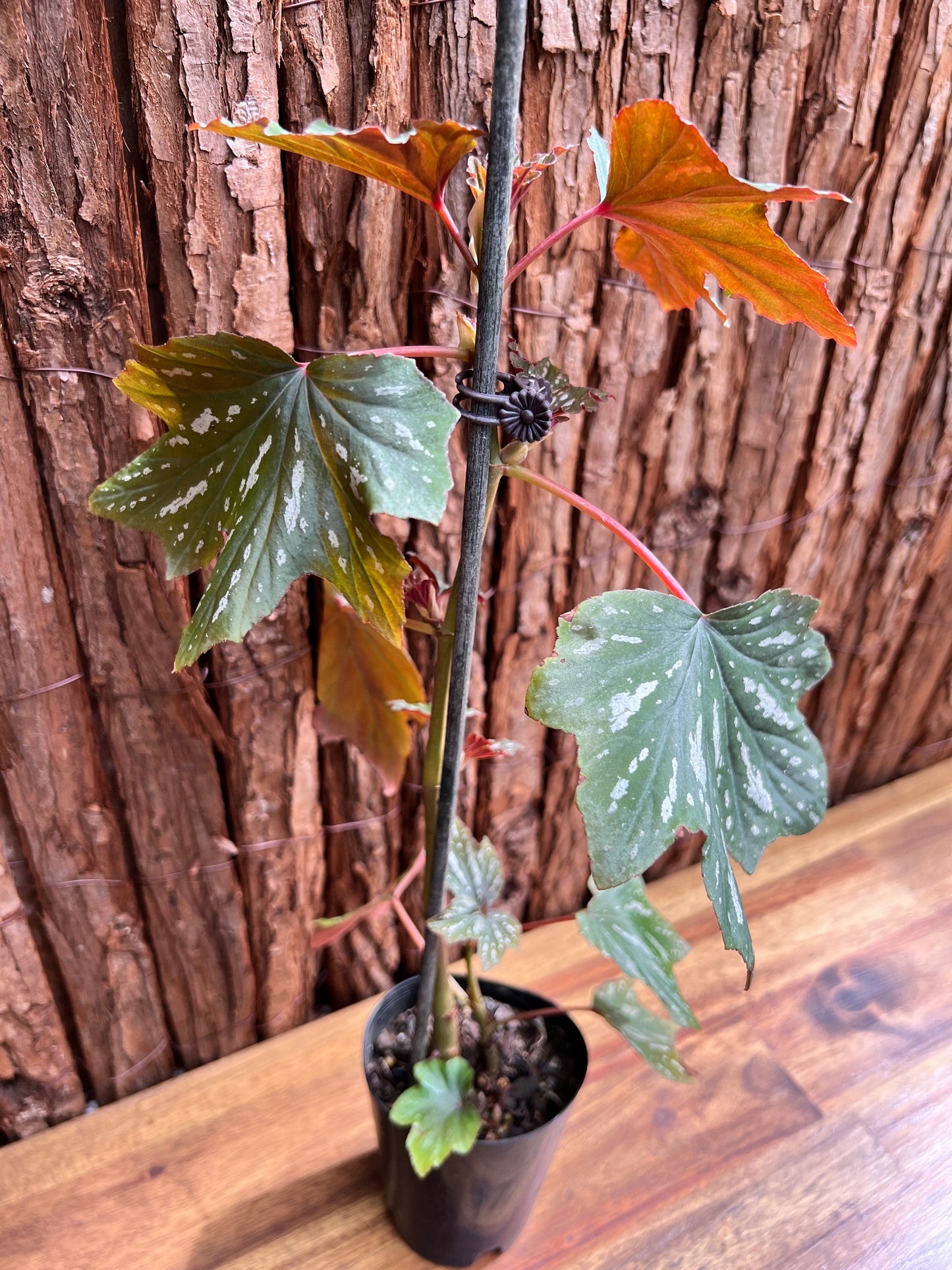 Begonia Aconitifolia B293