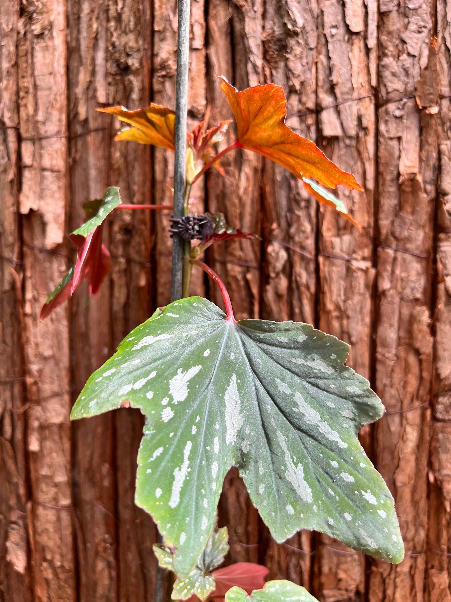 Begonia Aconitifolia B293