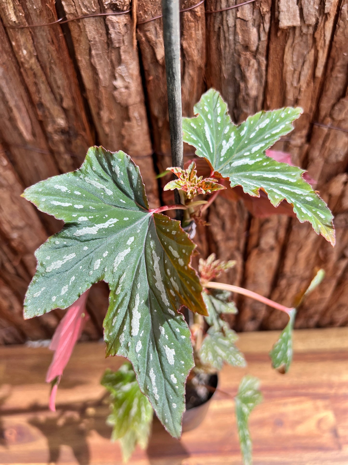 Begonia Aconitifolia B293