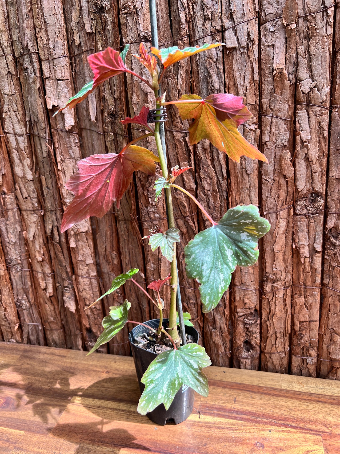 Begonia Aconitifolia B293