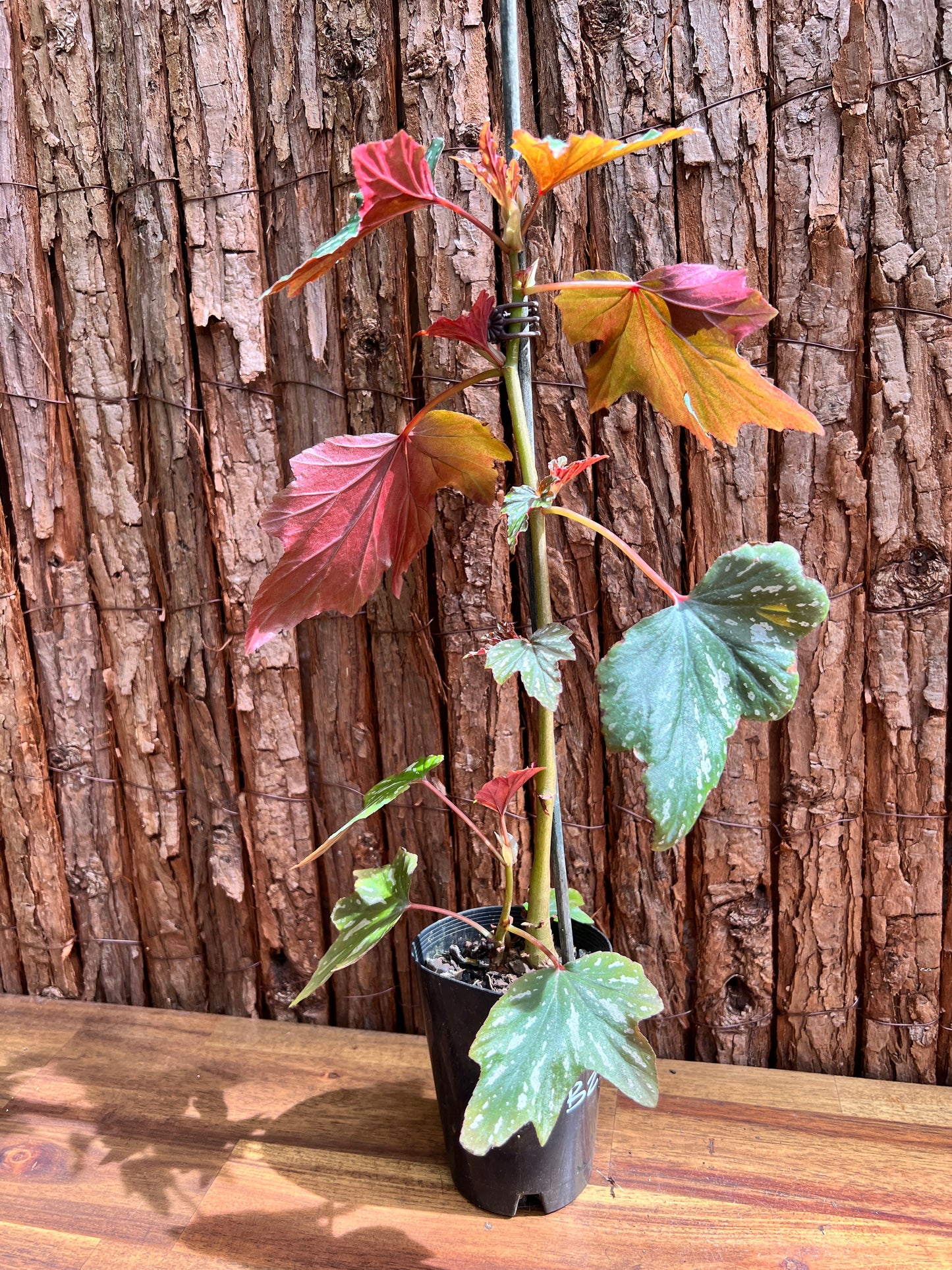 Begonia Aconitifolia B293