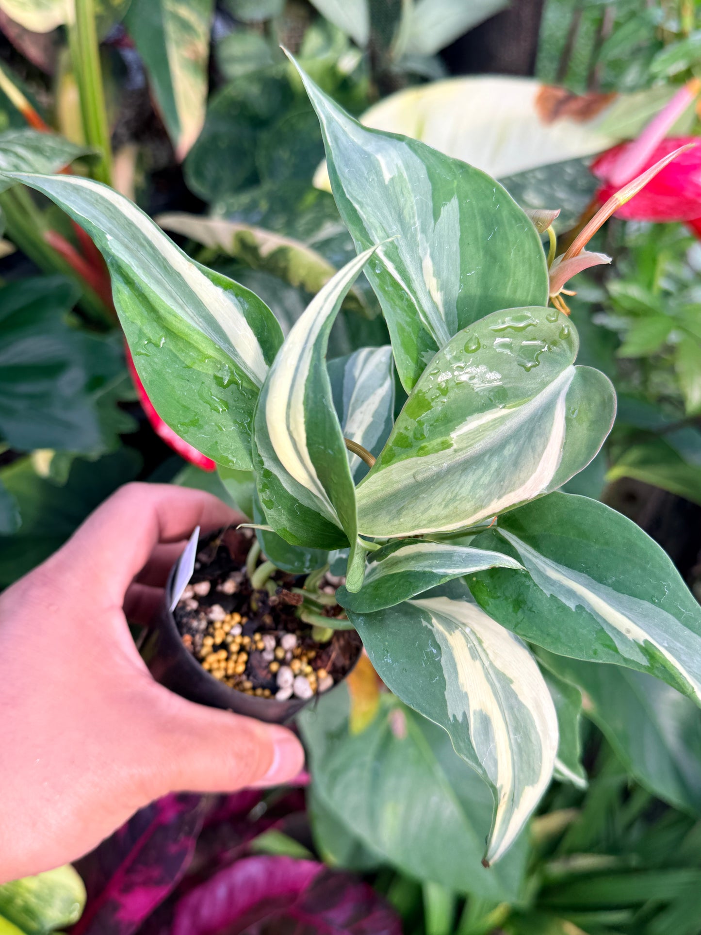 Philodendron 'Rio' P36