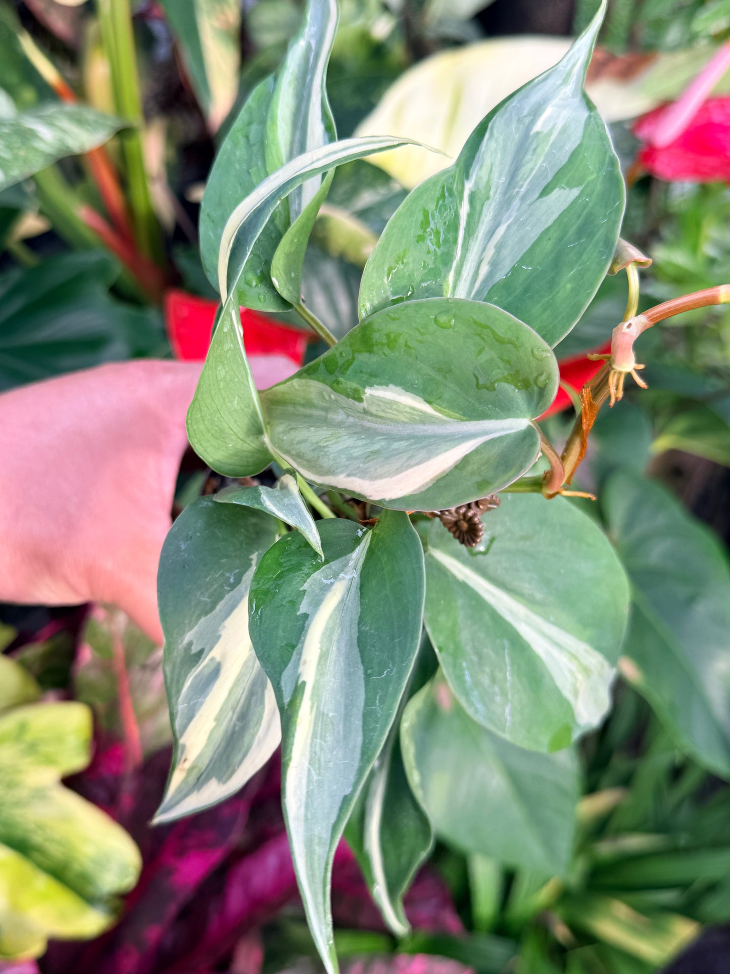 Philodendron 'Rio' P36