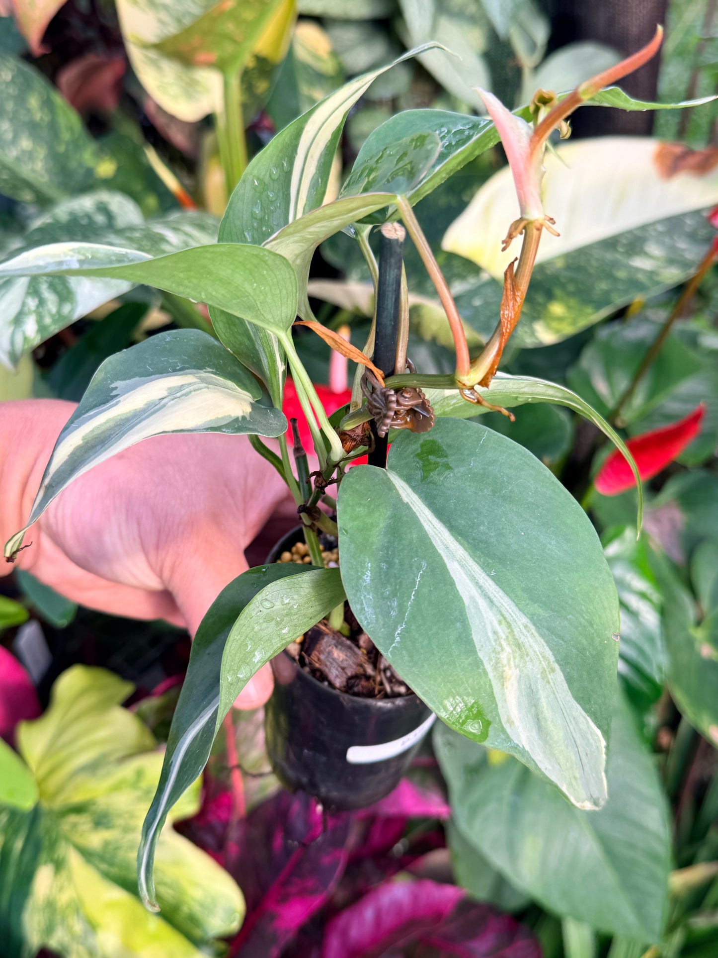 Philodendron 'Rio' P36