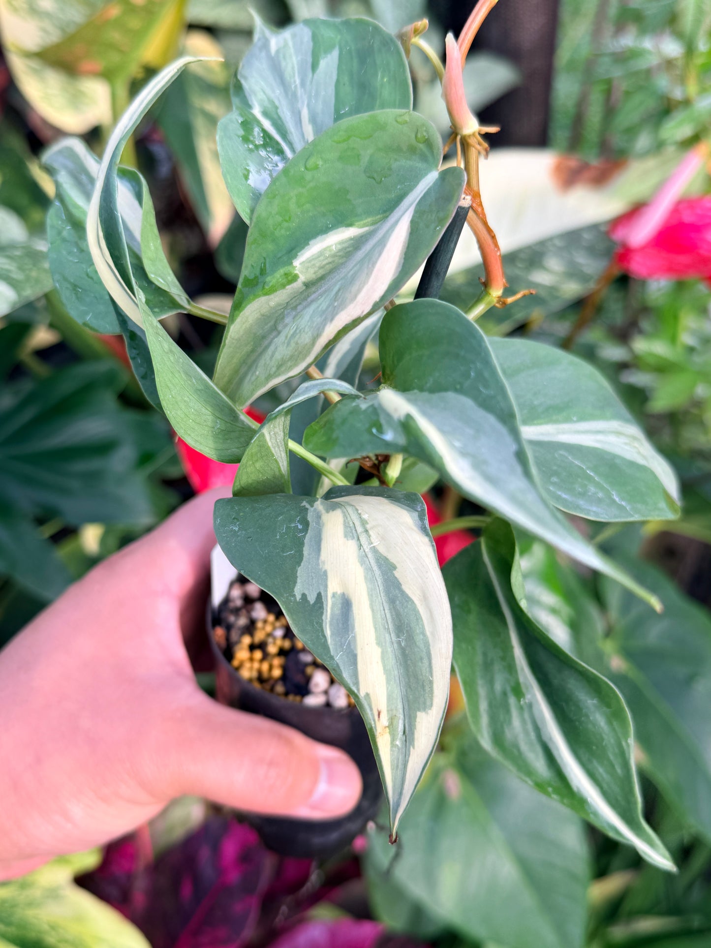 Philodendron 'Rio' P36
