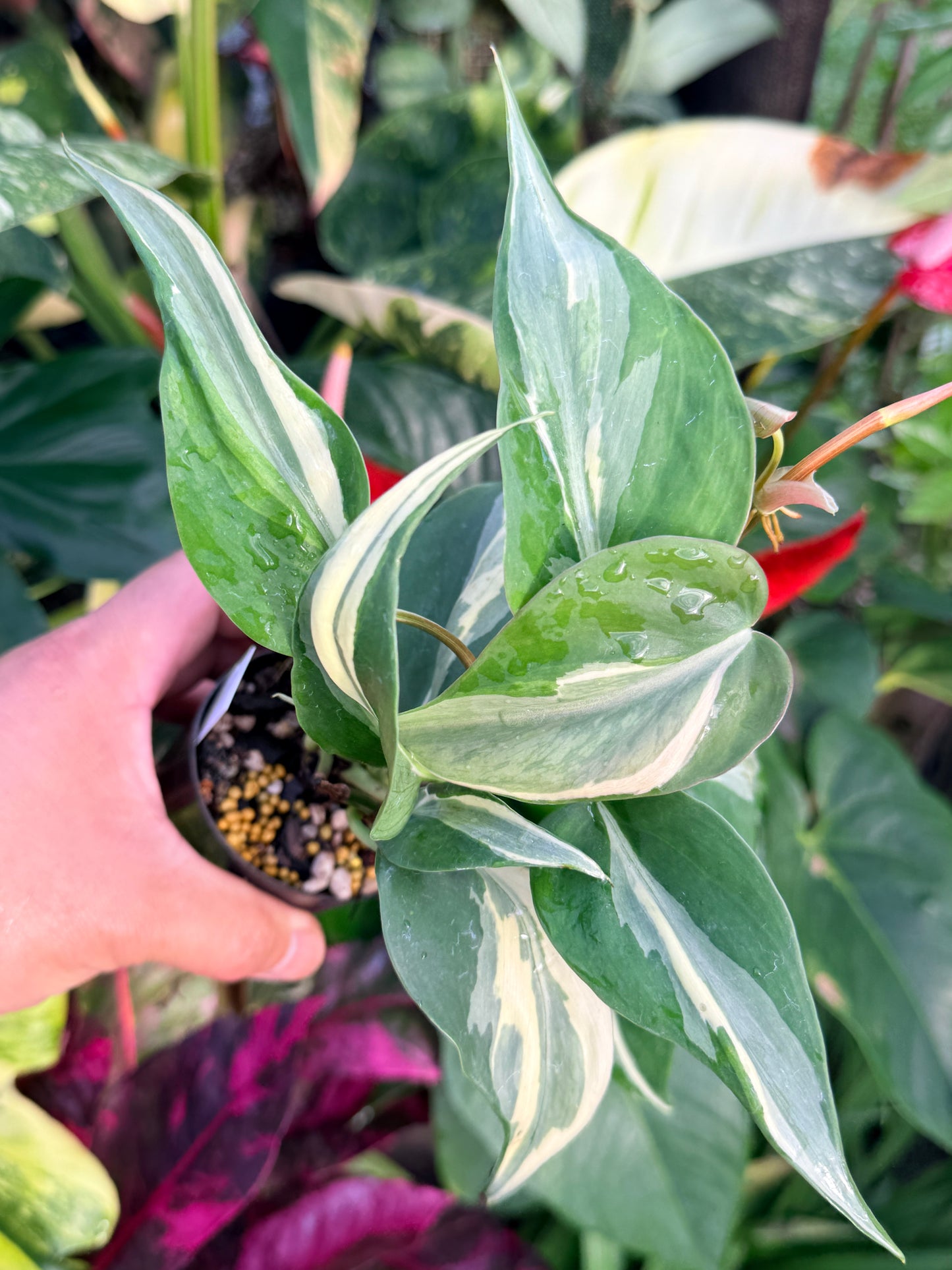 Philodendron 'Rio' P36