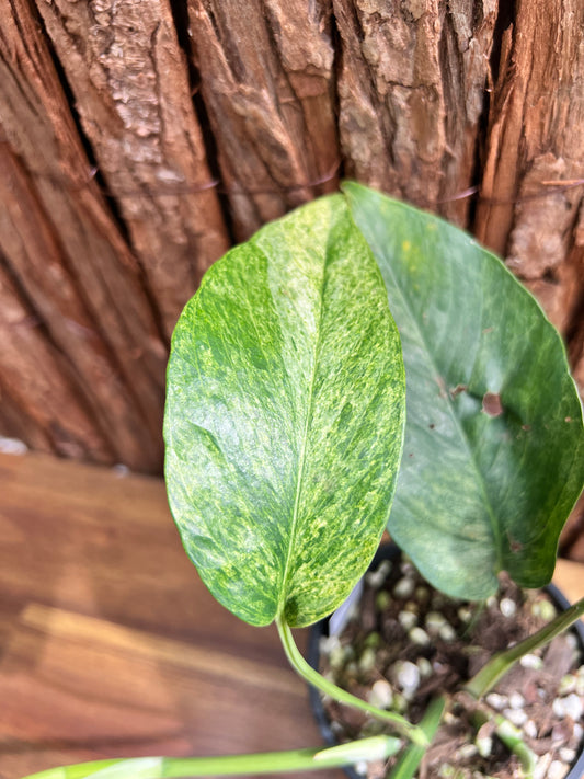 Epipremnum pinnatum 'Mint' Variegata B295