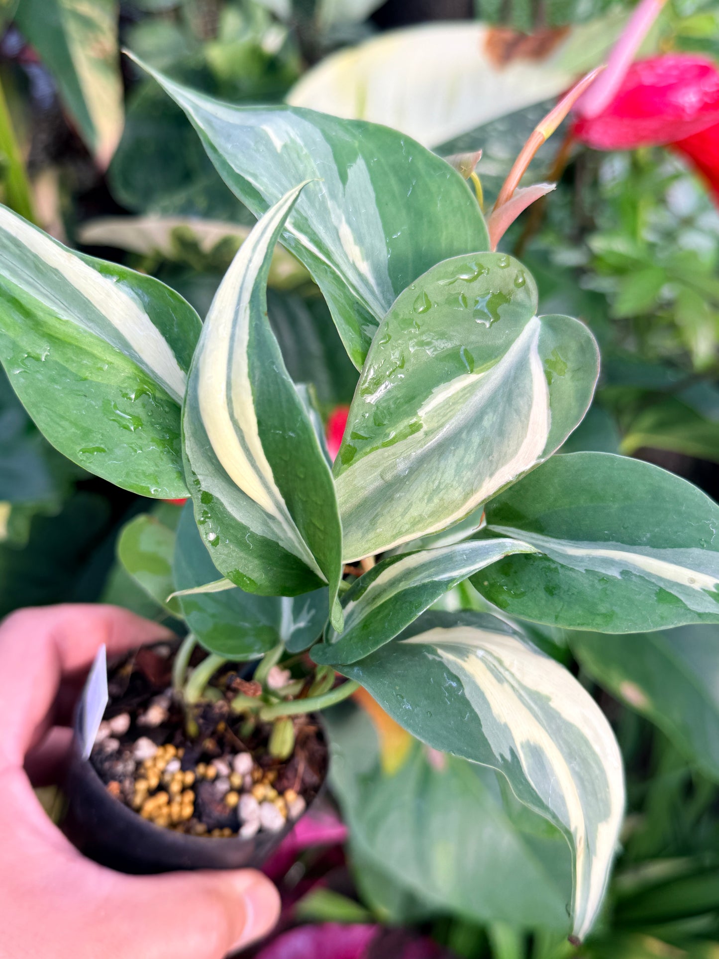 Philodendron 'Rio' P36