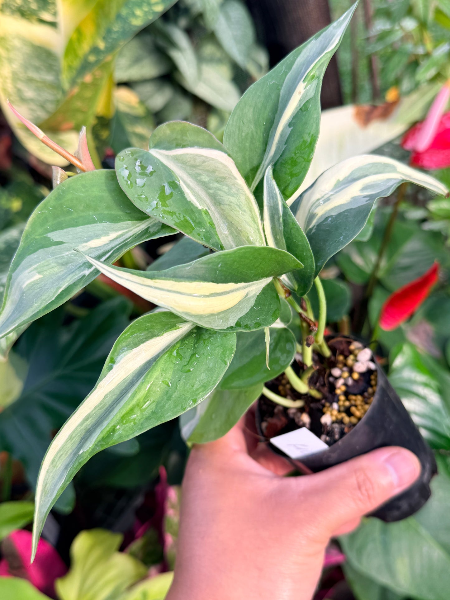 Philodendron 'Rio' P36