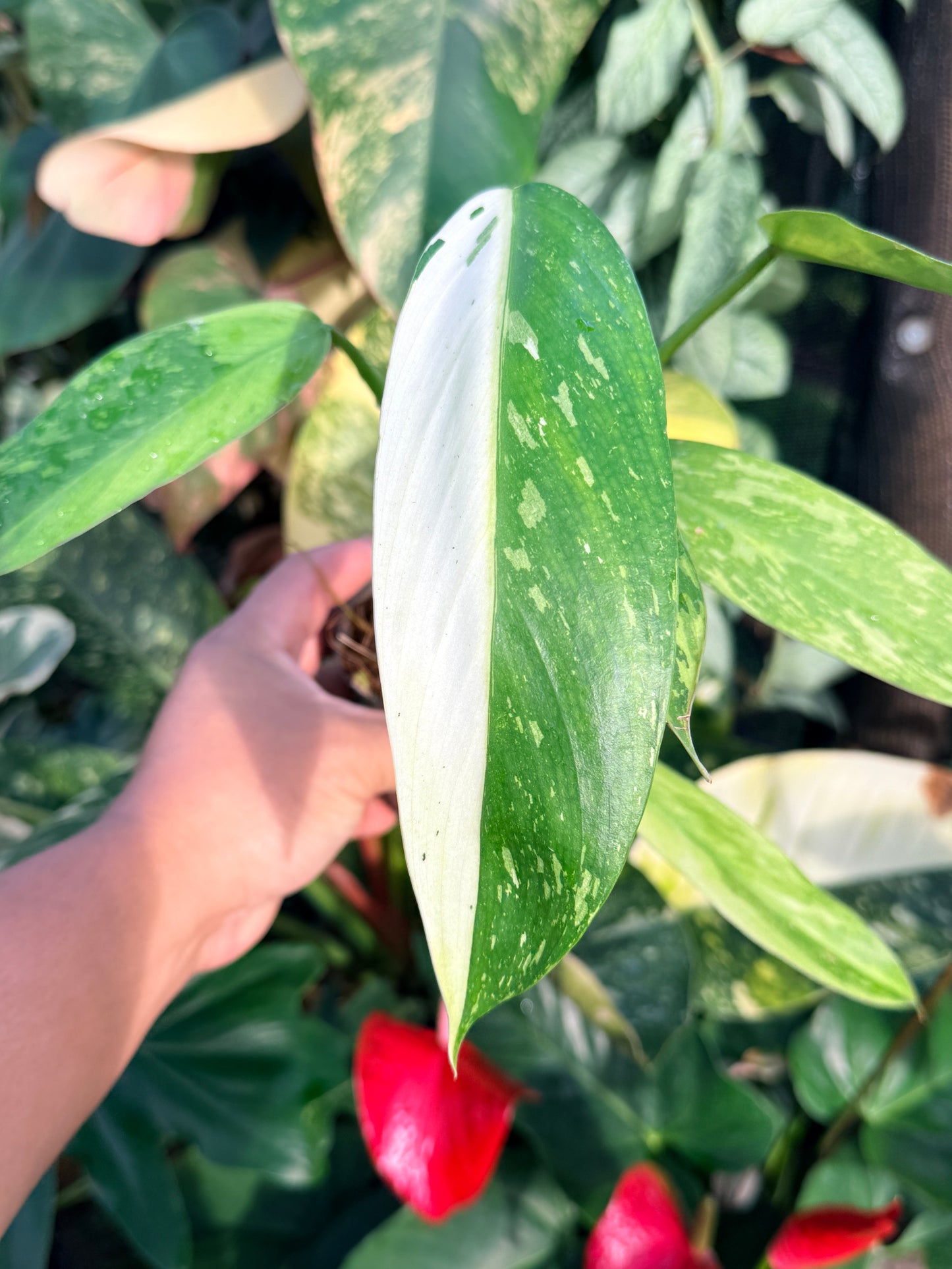 Philodendron Jose Buono Variegated P33