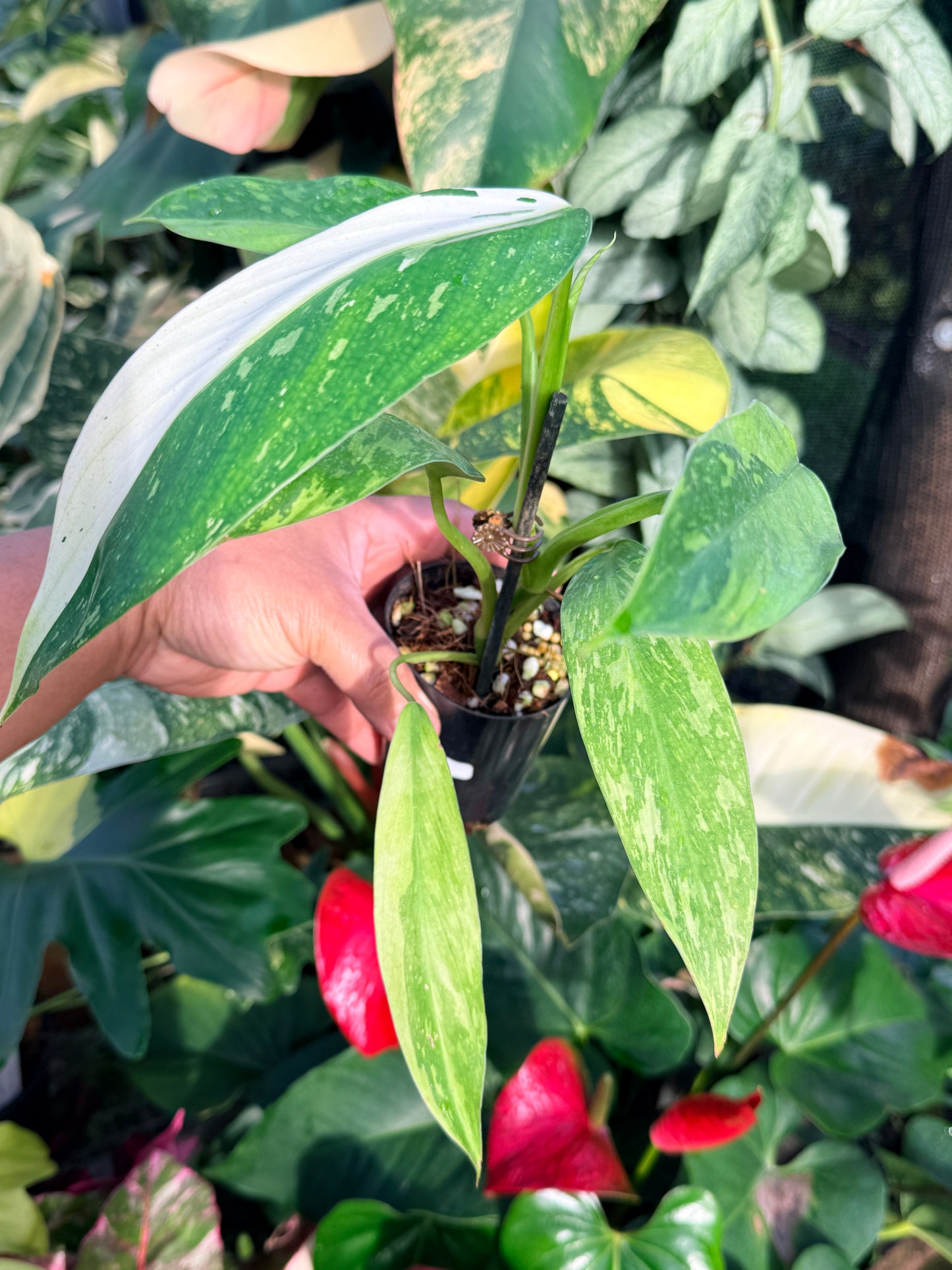 Philodendron Jose Buono Variegated P33