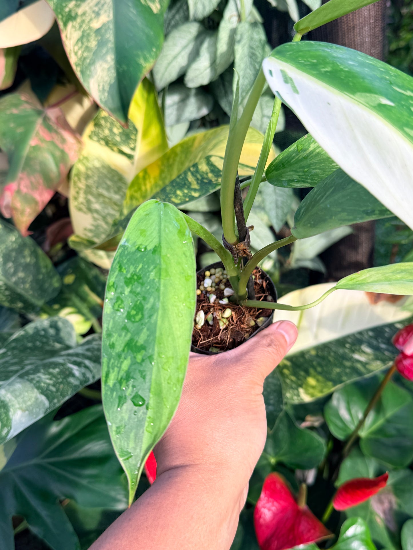 Philodendron Jose Buono Variegated P33