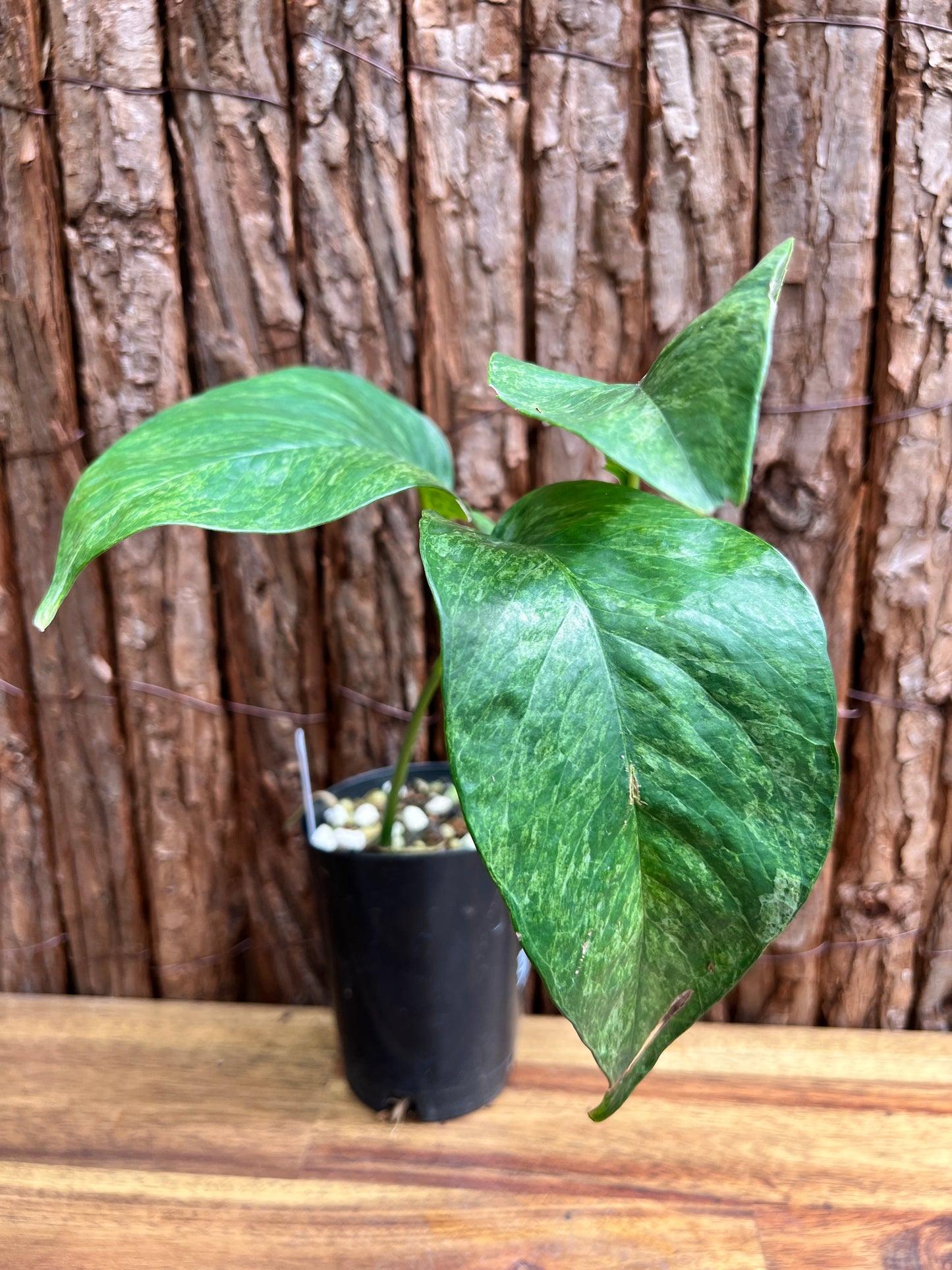 Epipremnum pinnatum 'Mint' Variegata B296