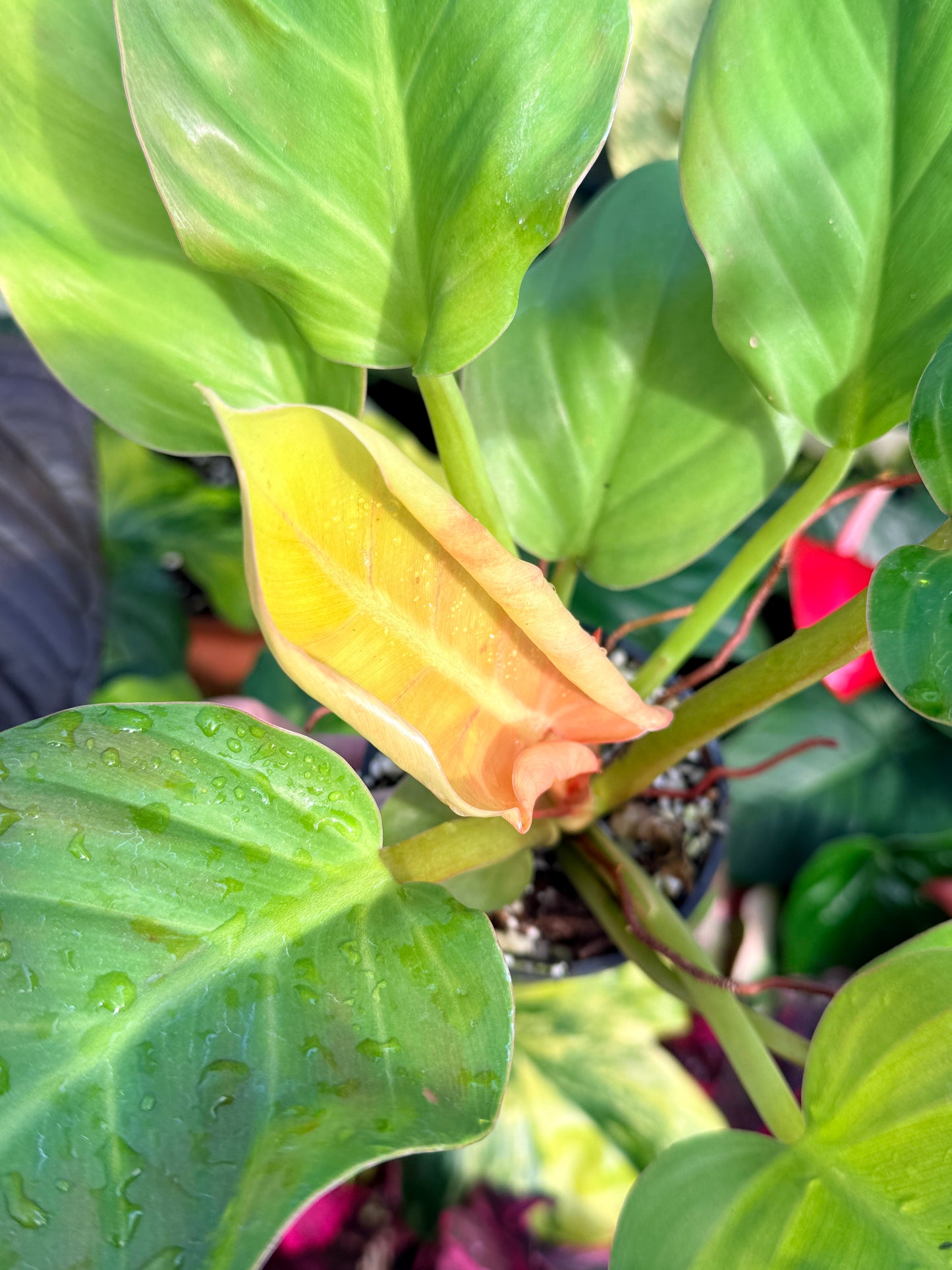 Philodendron 'Melinonii Gold' P38