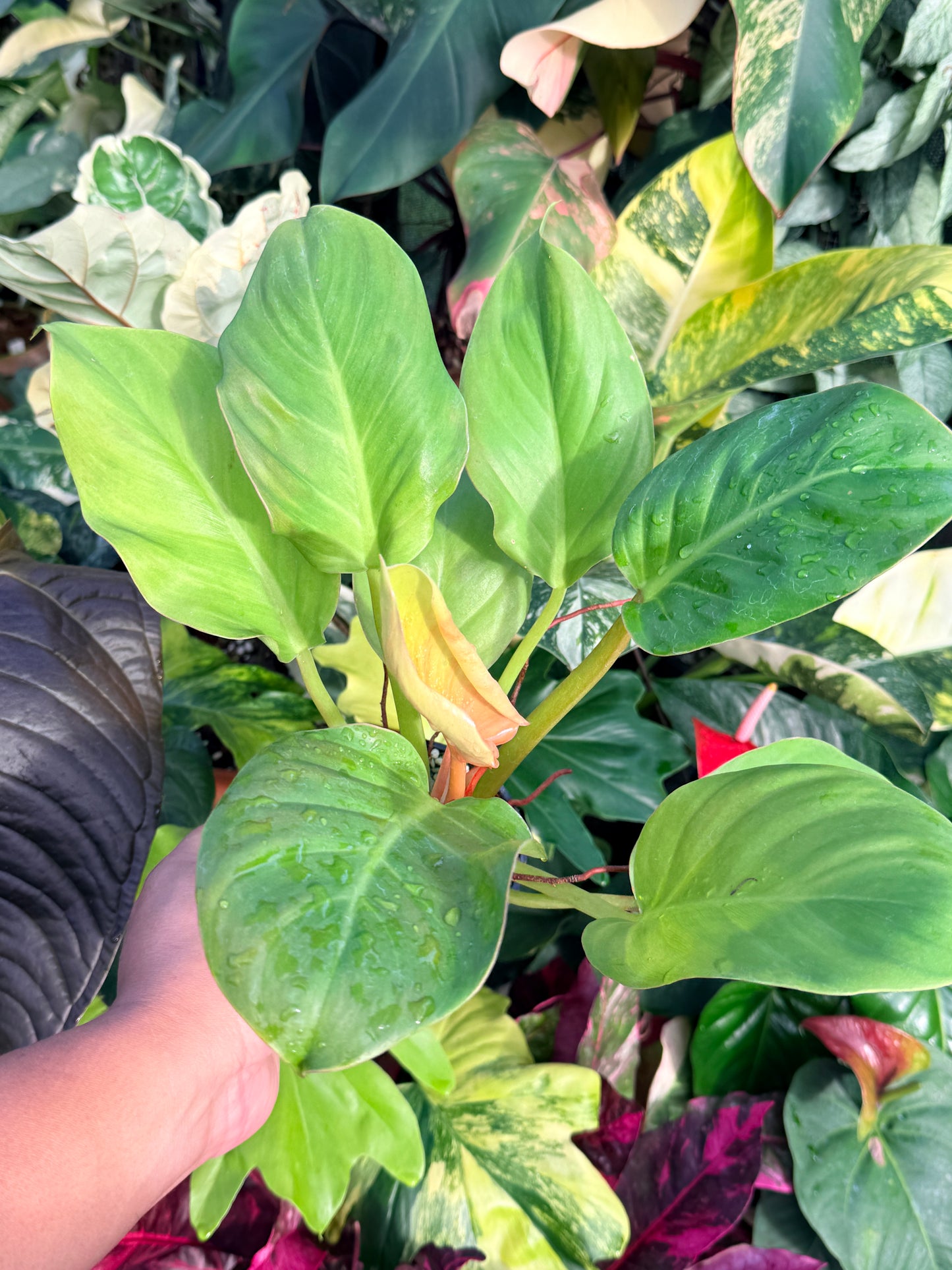 Philodendron 'Melinonii Gold' P38