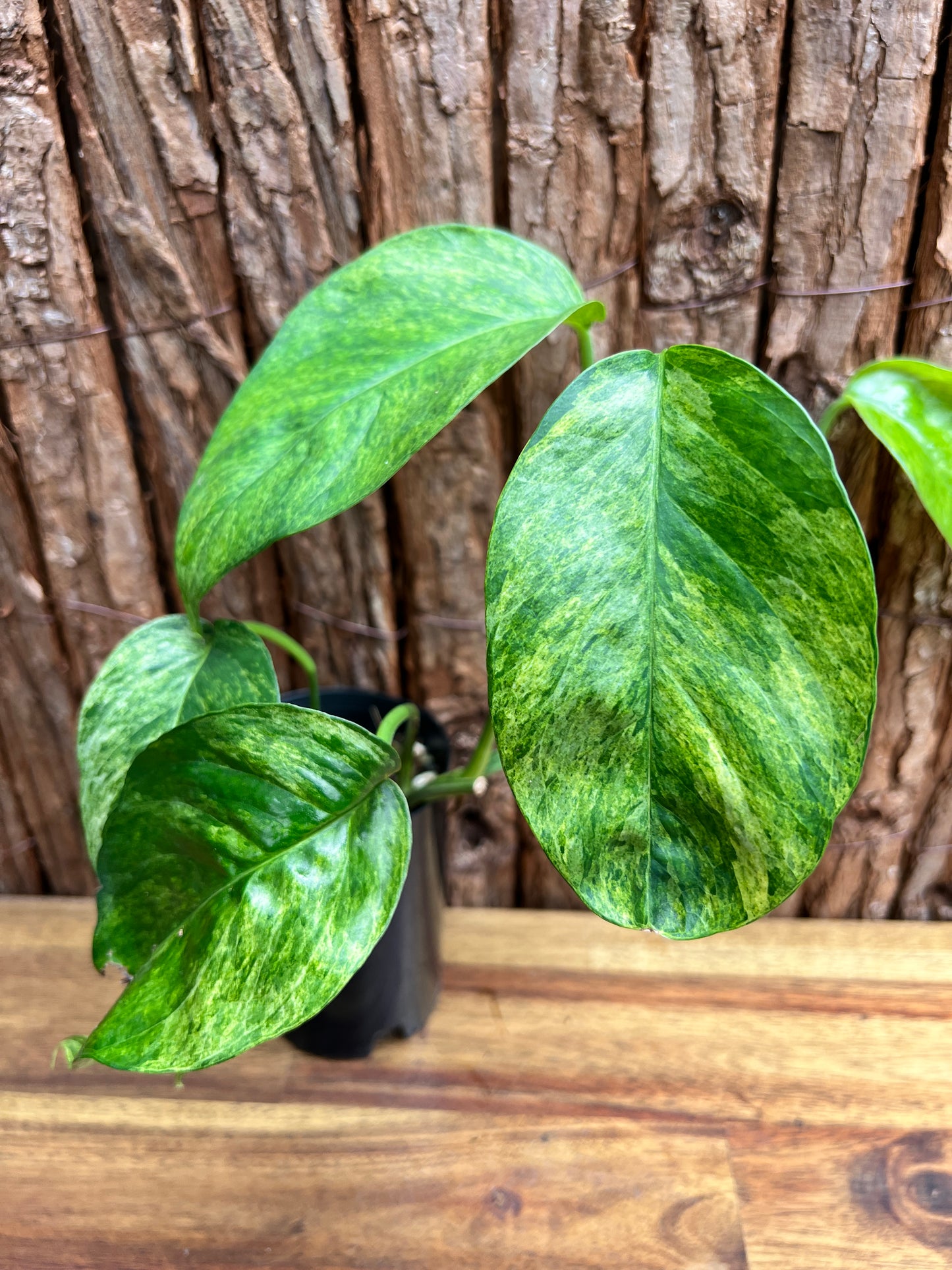 Epipremnum pinnatum 'Mint' Variegata B297