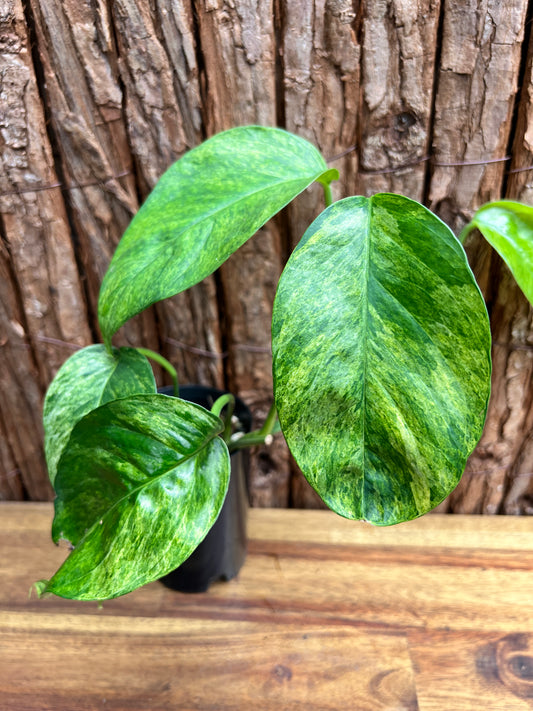 Epipremnum pinnatum 'Mint' Variegata B297