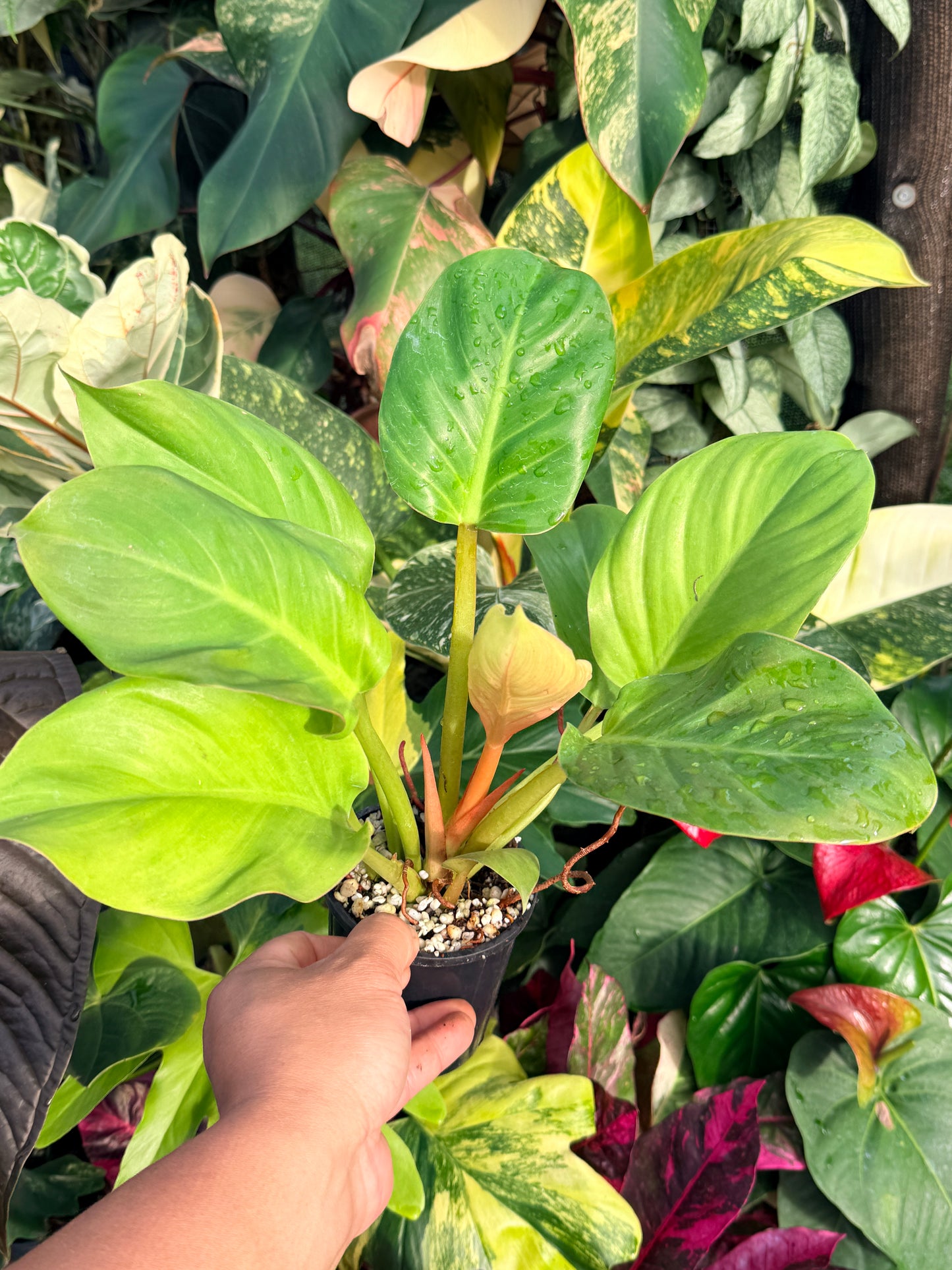 Philodendron 'Melinonii Gold' P38