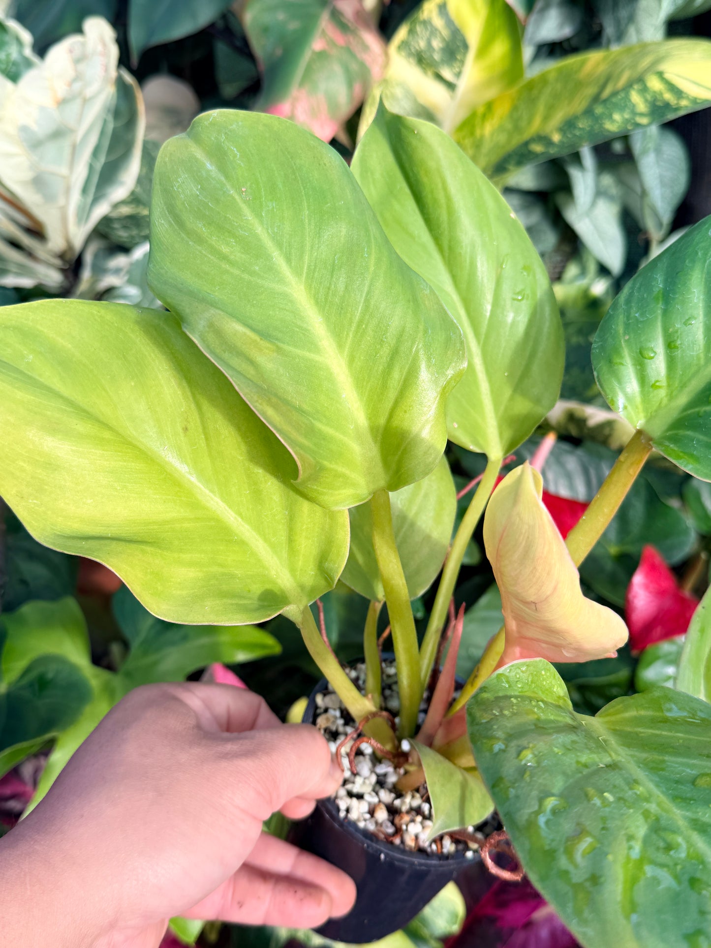 Philodendron 'Melinonii Gold' P38
