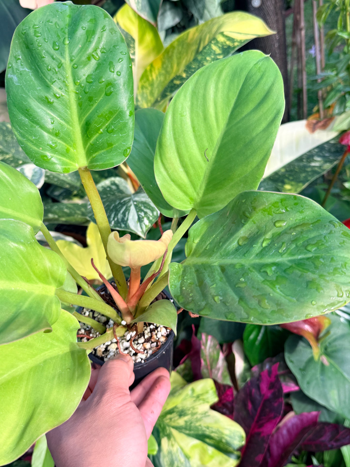 Philodendron 'Melinonii Gold' P38