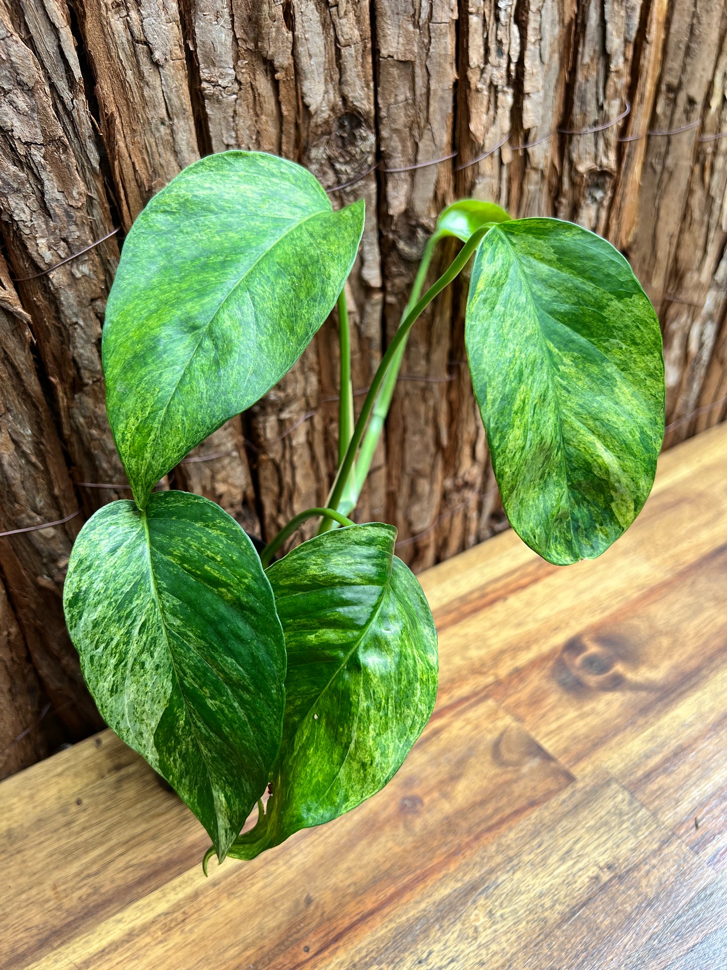 Epipremnum pinnatum 'Mint' Variegata B297