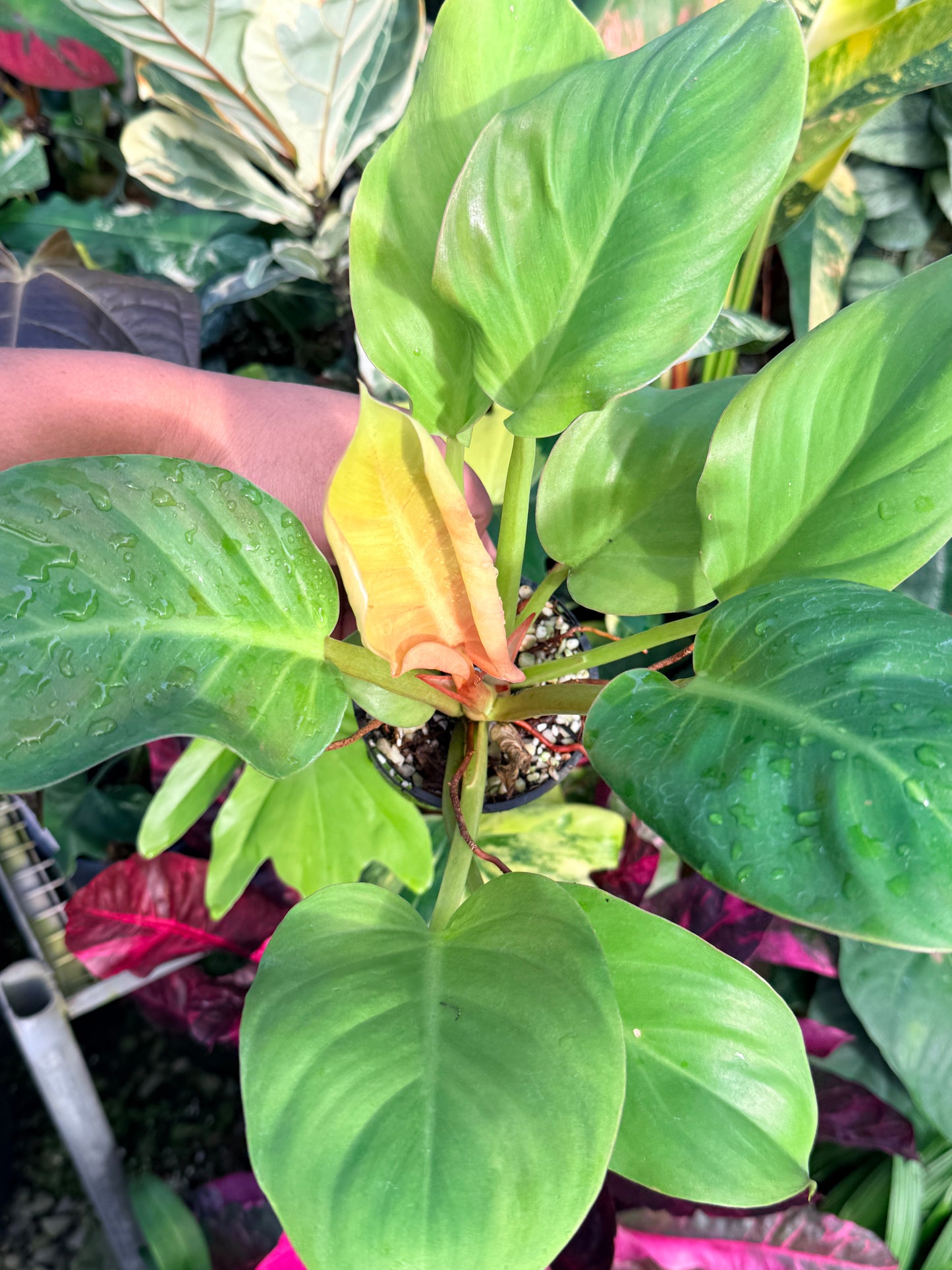 Philodendron 'Melinonii Gold' P38