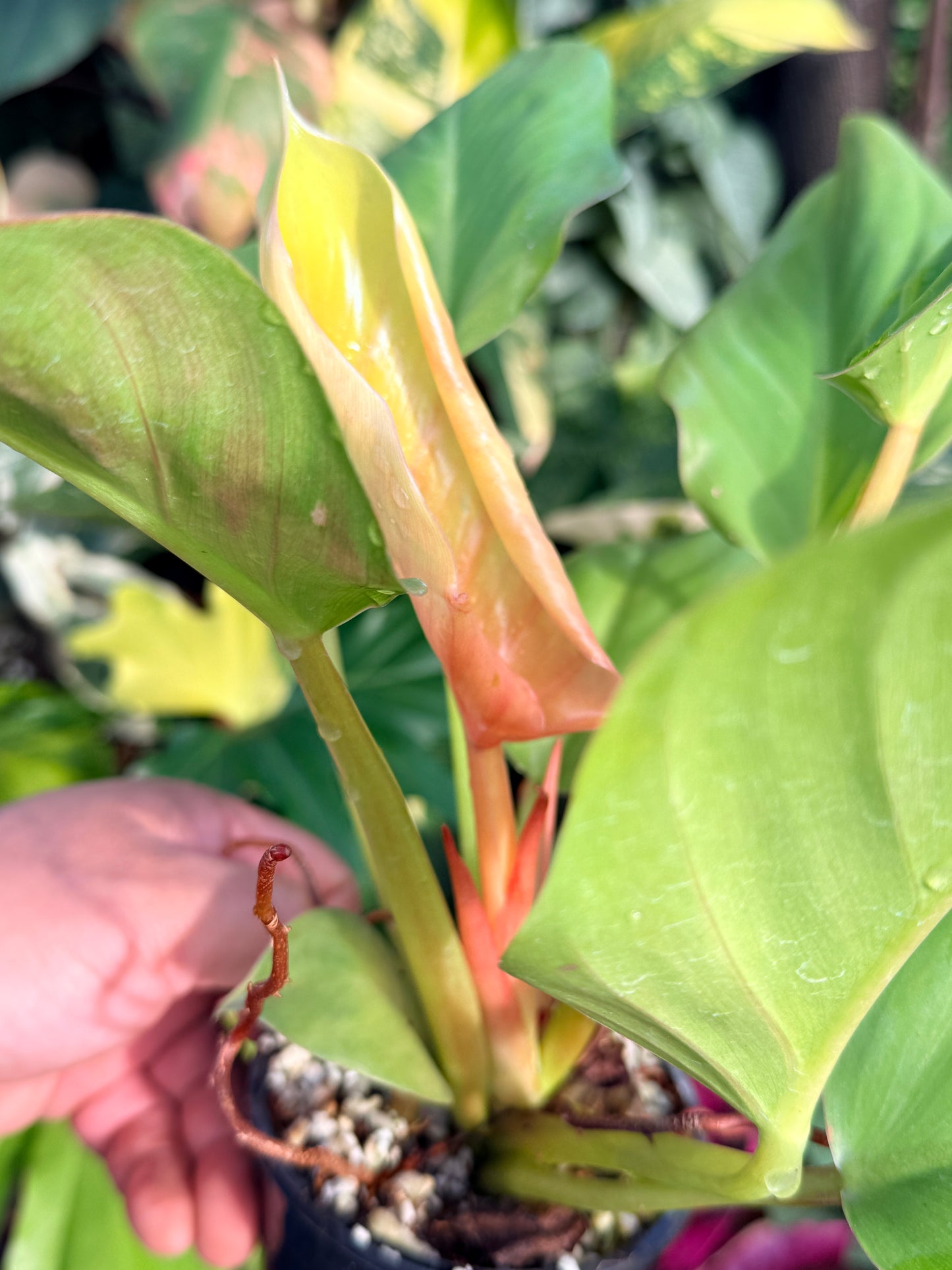 Philodendron 'Melinonii Gold' P38