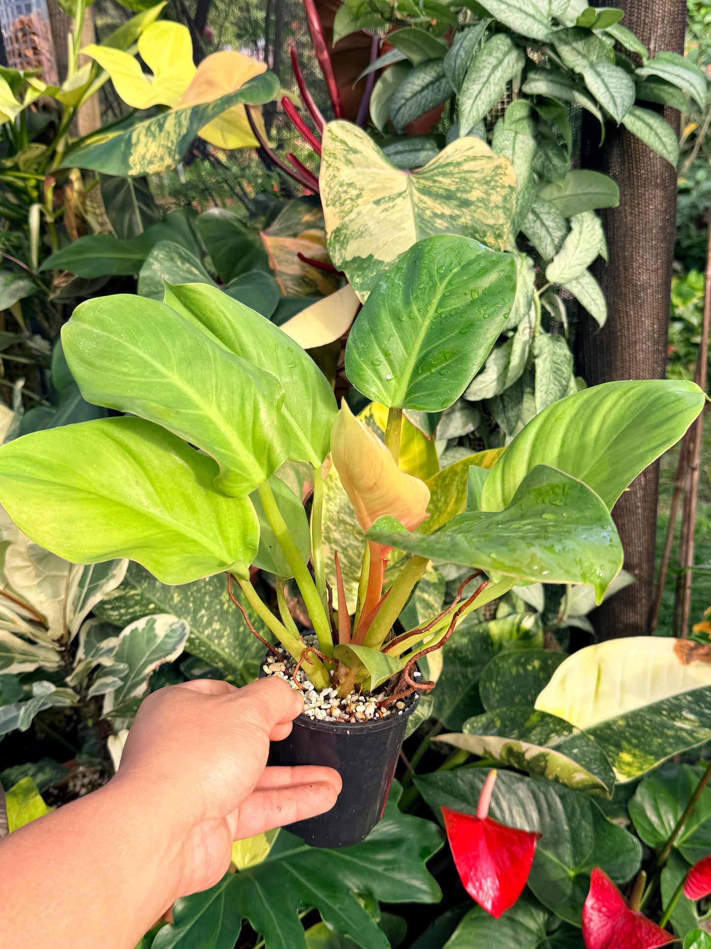 Philodendron 'Melinonii Gold' P38