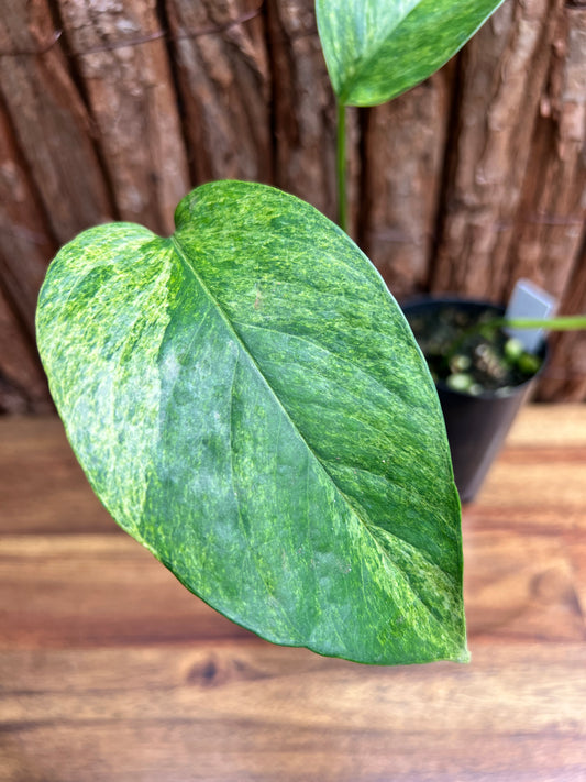 Epipremnum pinnatum 'Mint' Variegata B299