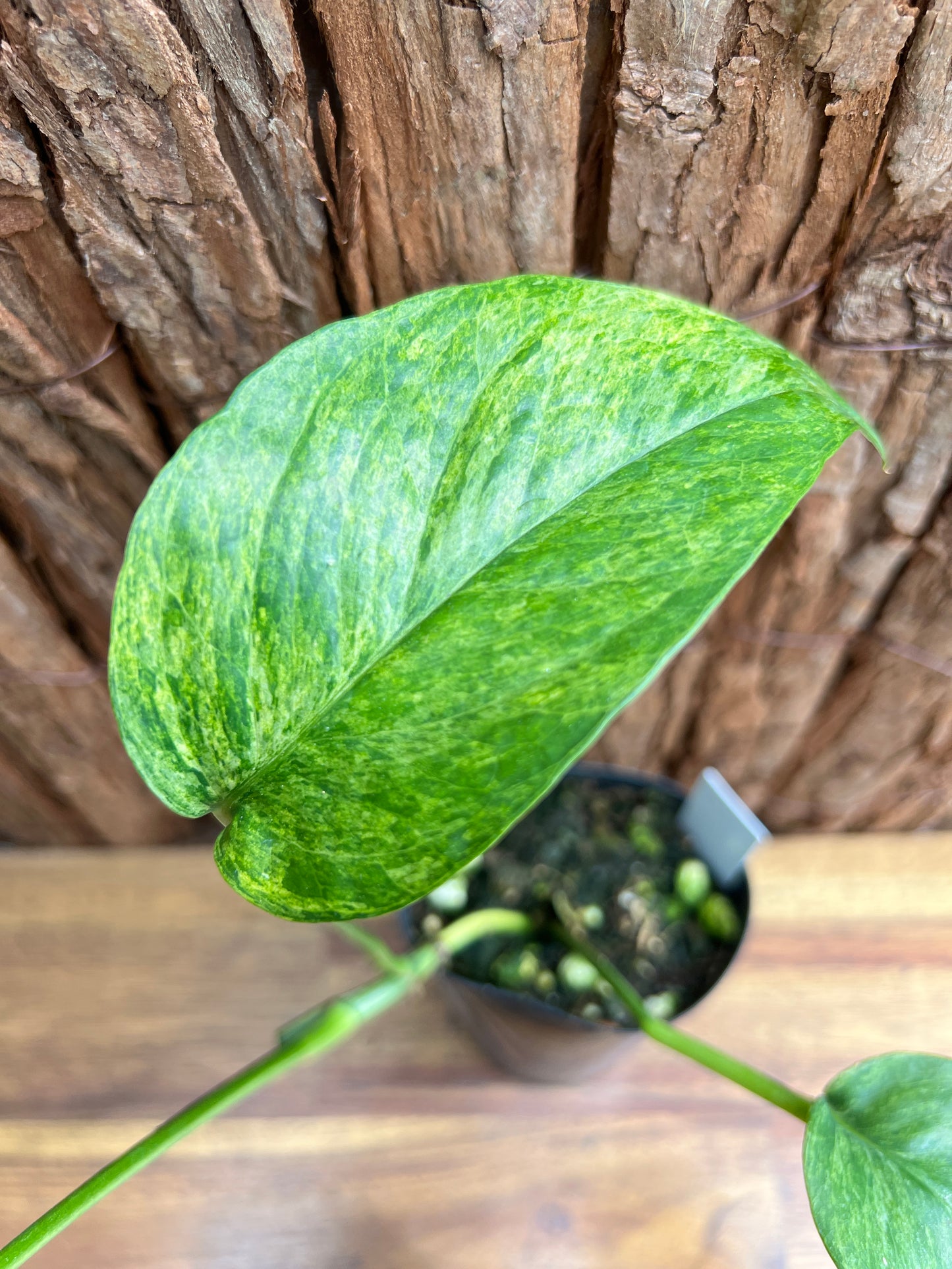 Epipremnum pinnatum 'Mint' Variegata B299