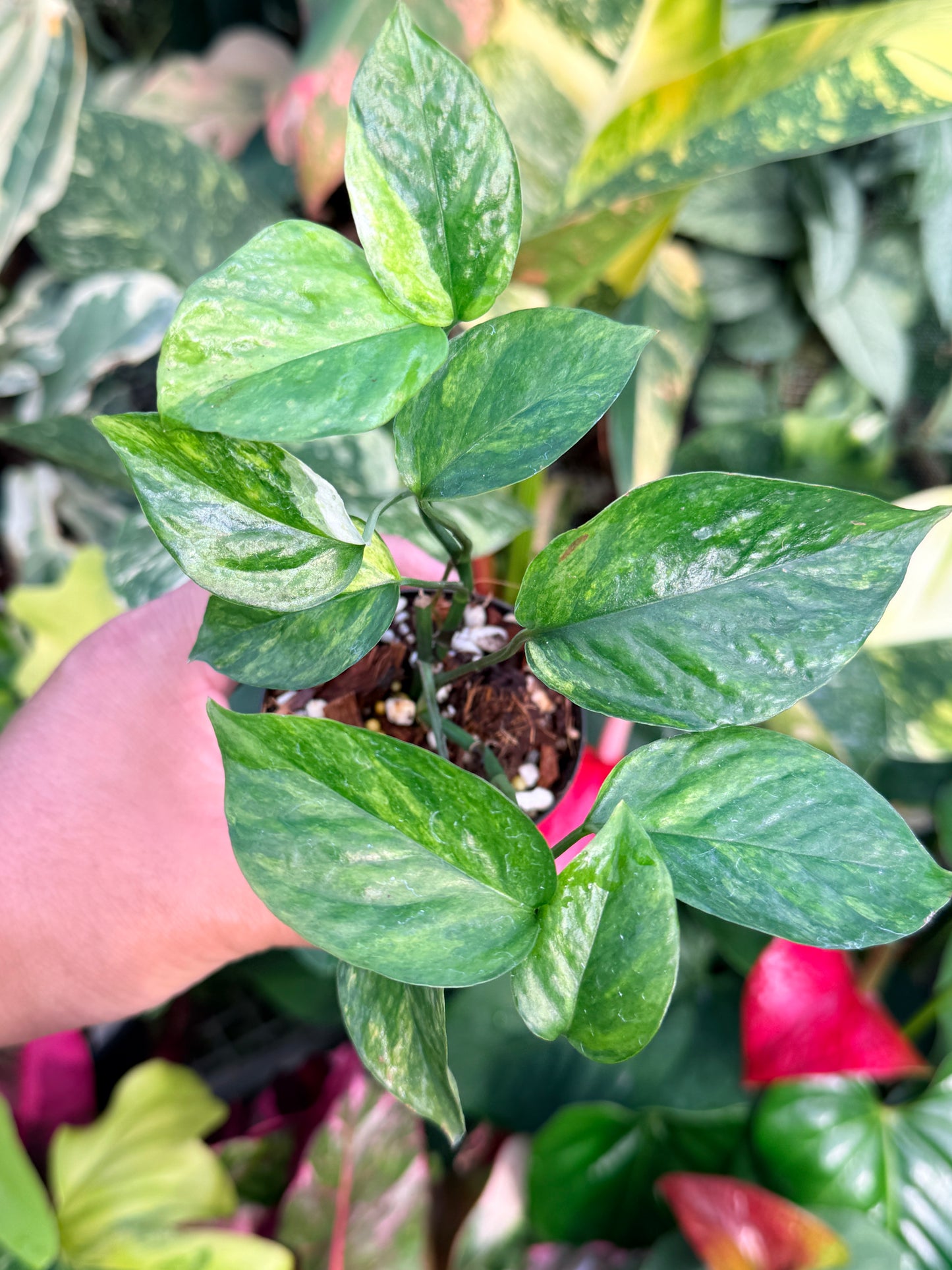 Epipremnum Sp. 'Bali Hanoman' NONTC P44