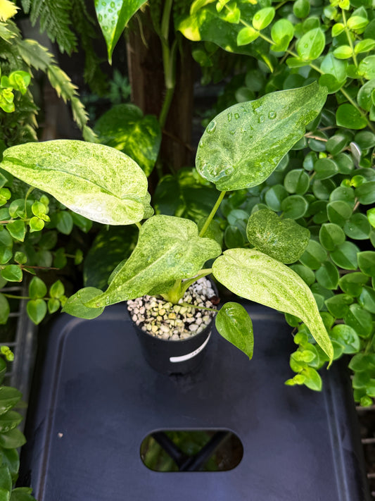 Alocasia Cucullata Mint Variegated (New Release) J14