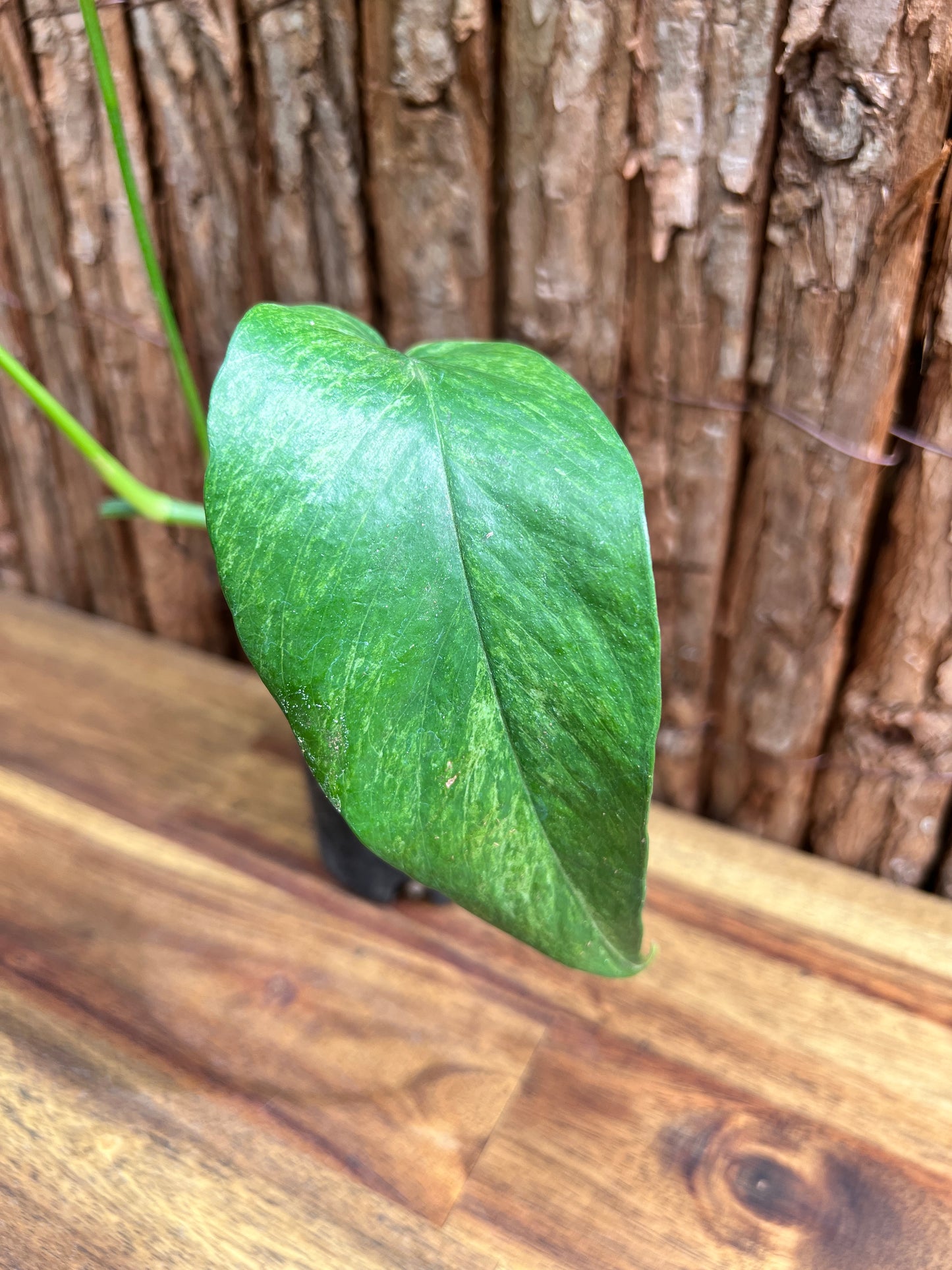 Epipremnum pinnatum 'Mint' Variegata B299