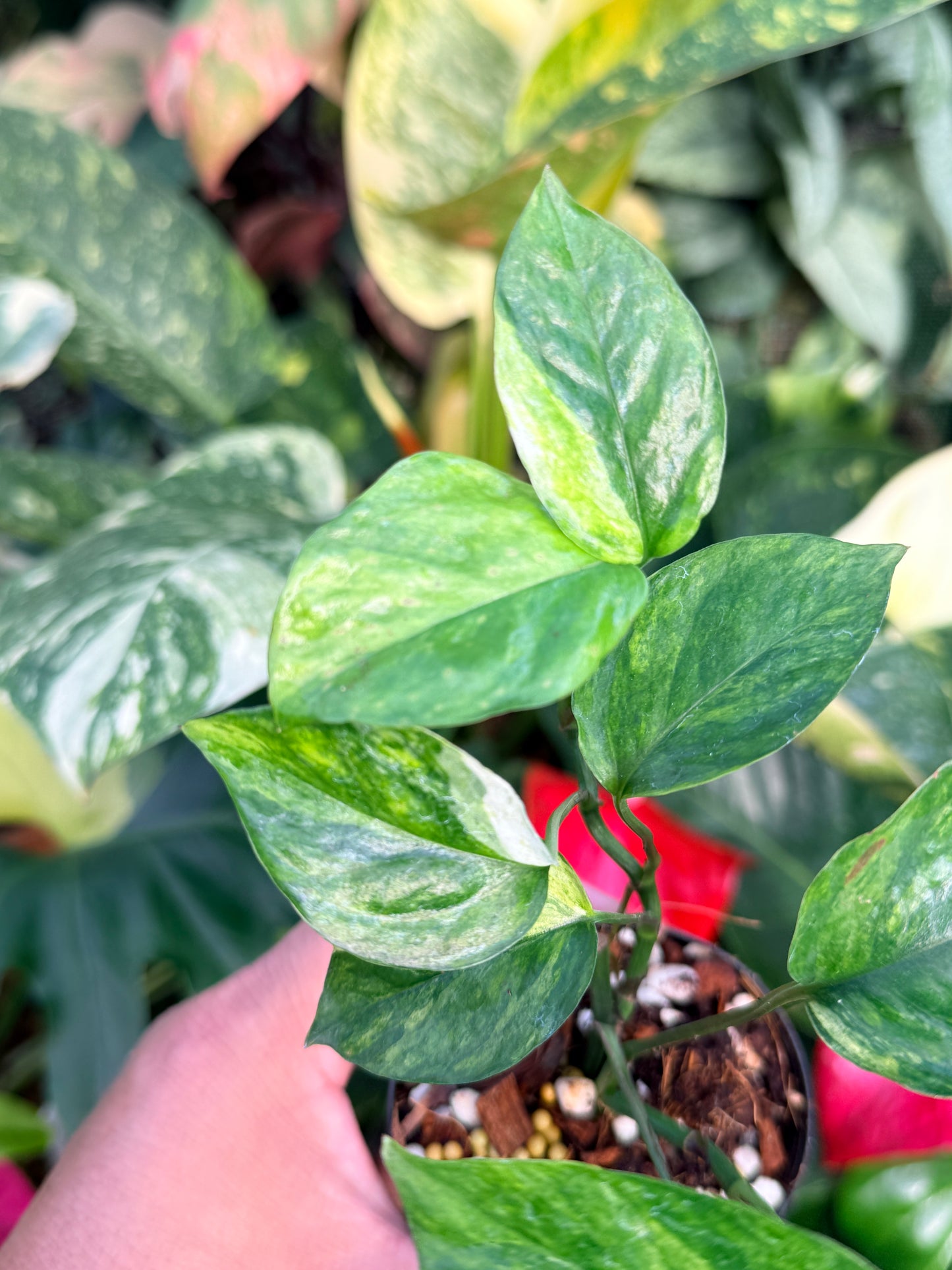 Epipremnum Sp. 'Bali Hanoman' NONTC P44