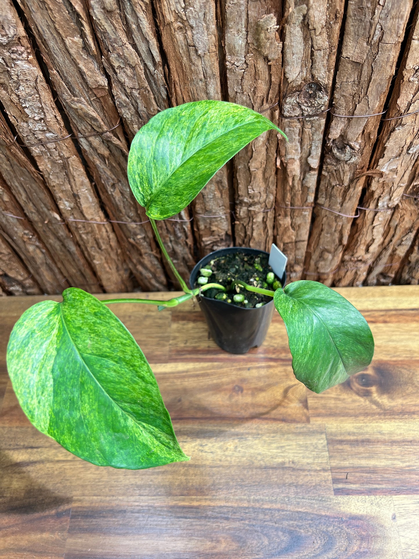 Epipremnum pinnatum 'Mint' Variegata B299