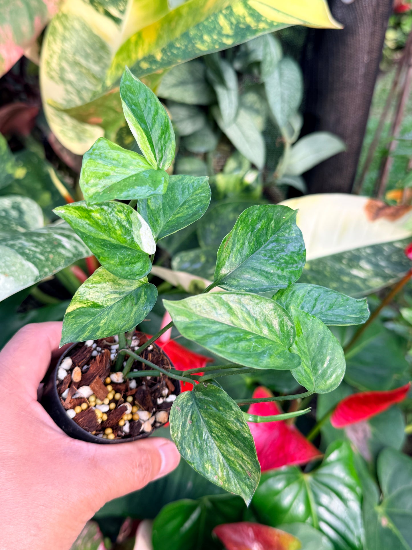 Epipremnum Sp. 'Bali Hanoman' NONTC P44