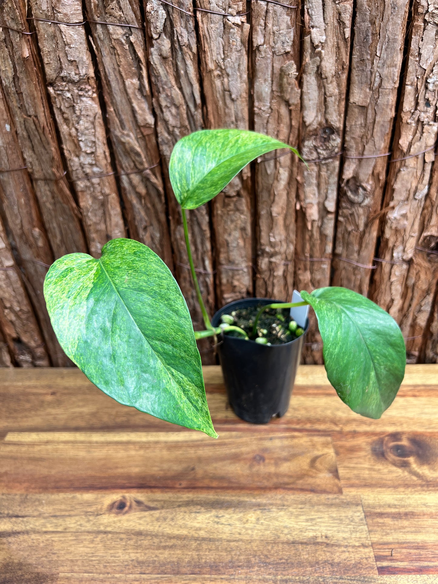 Epipremnum pinnatum 'Mint' Variegata B299