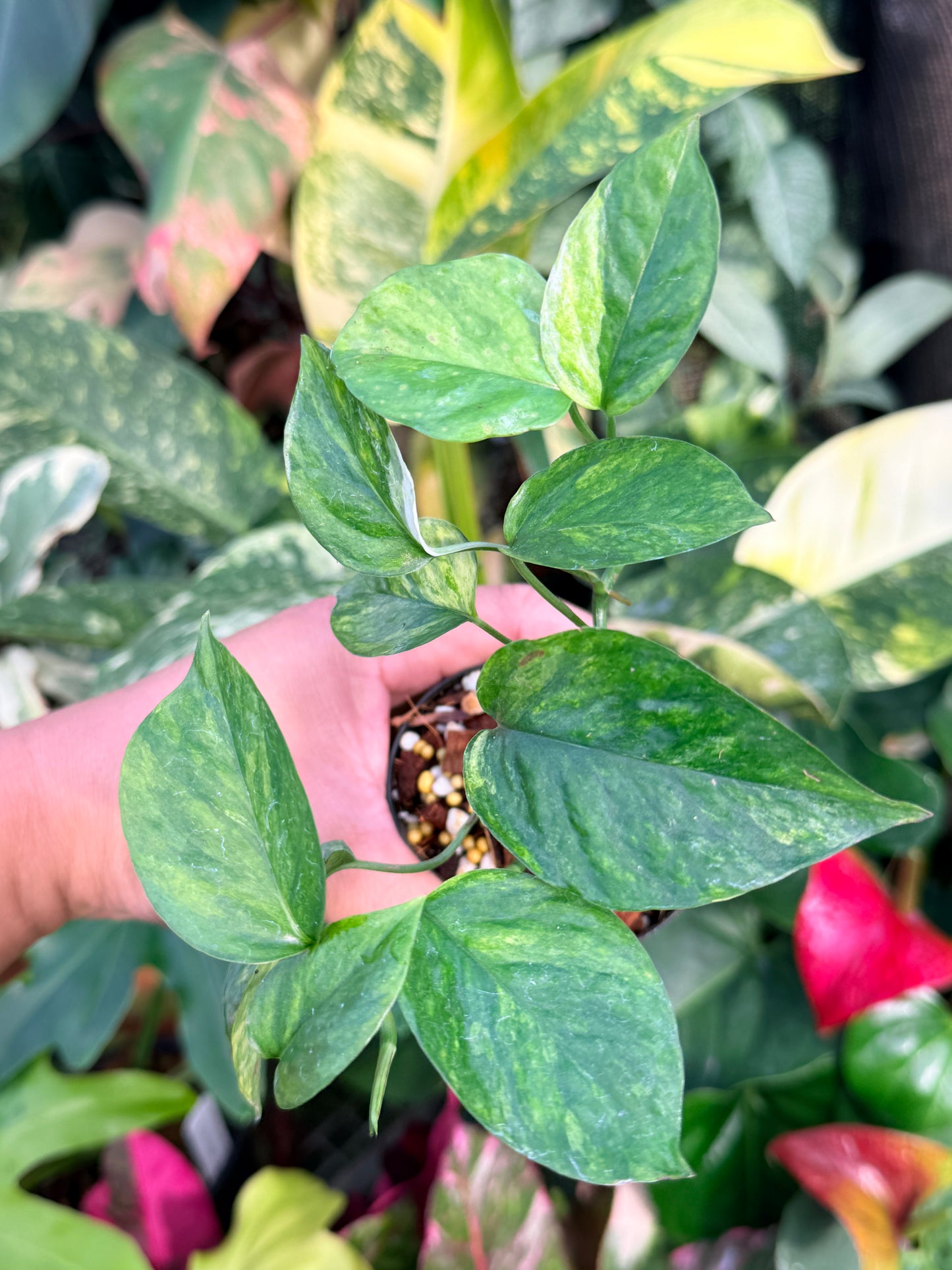 Epipremnum Sp. 'Bali Hanoman' NONTC P44