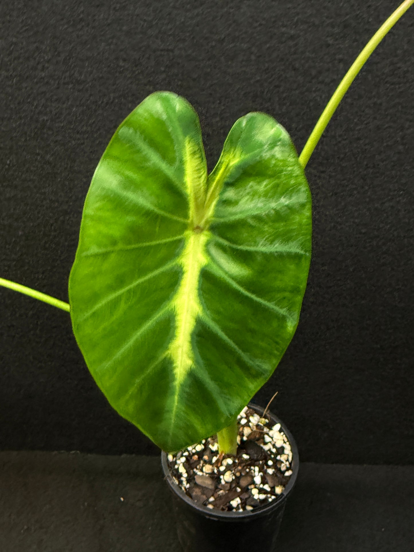 Colocasia 'Maui Sunrise' - Best Pick of the Crop!